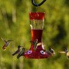 More Birds Garnet Glass Hummingbird Feeder, 20 Oz Capacity