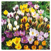 Garden Elements Spring Blooming Bulbs – Crocus, Botanical Mixed – 100 Pack