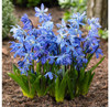 Garden Elements Spring Blooming Bulbs – Scilla Siberica (Siberian Squill) Blue – 50 Pack