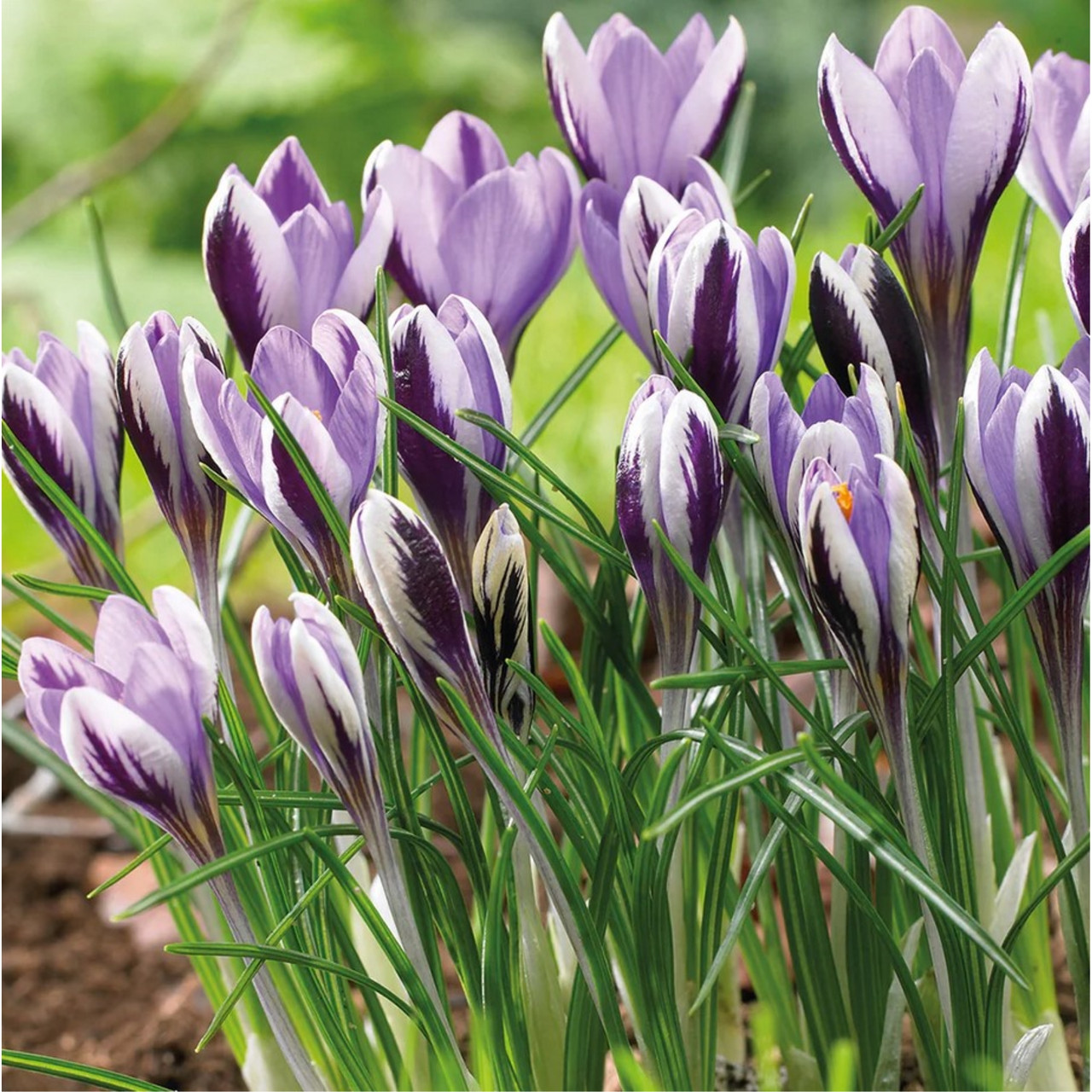 Esbenshade's Live Flower Bulbs Crocus Species Spring Beauty, 10 Pack ...