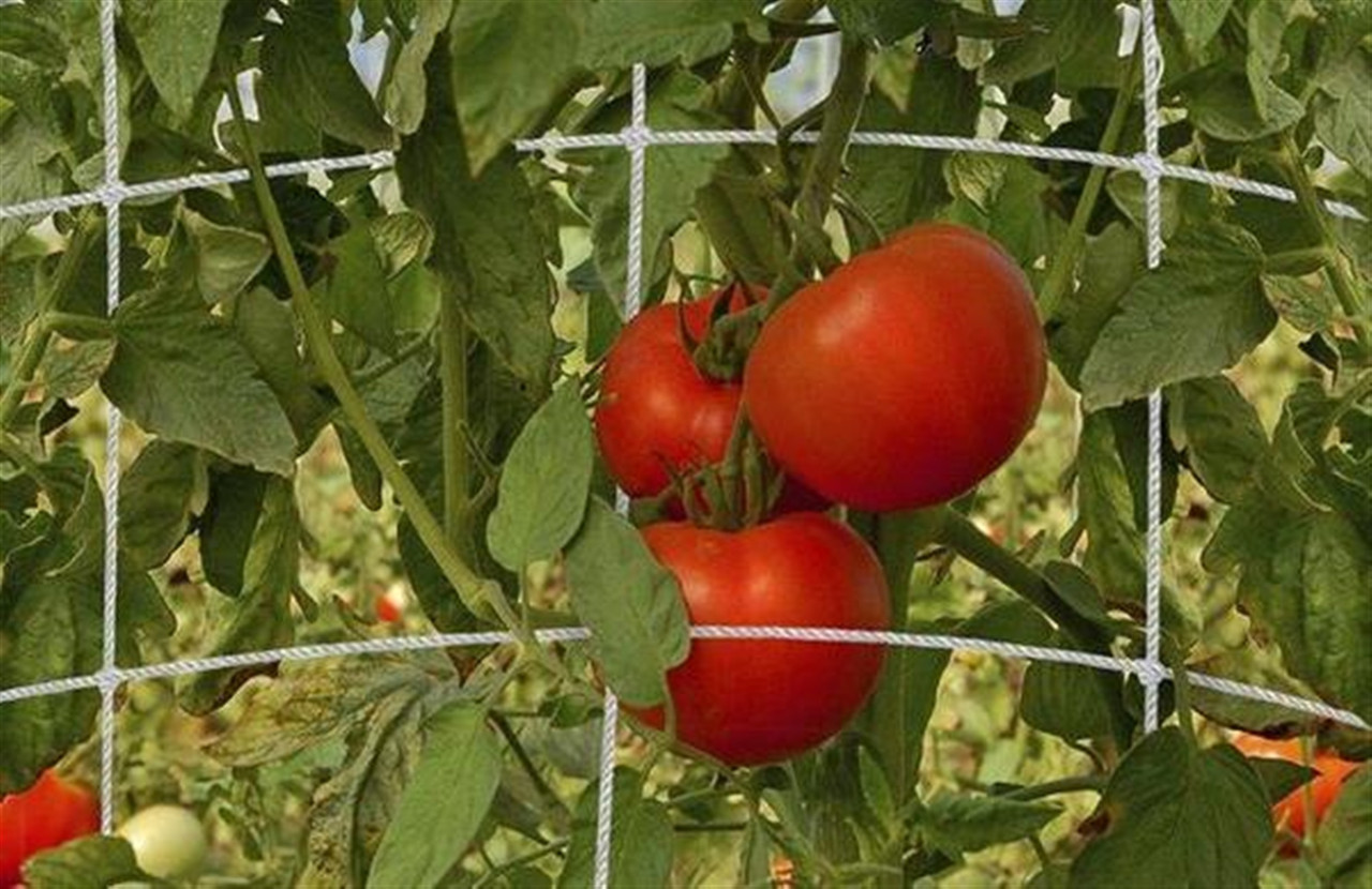 Dalen Trellis Netting - Thumbnail 5