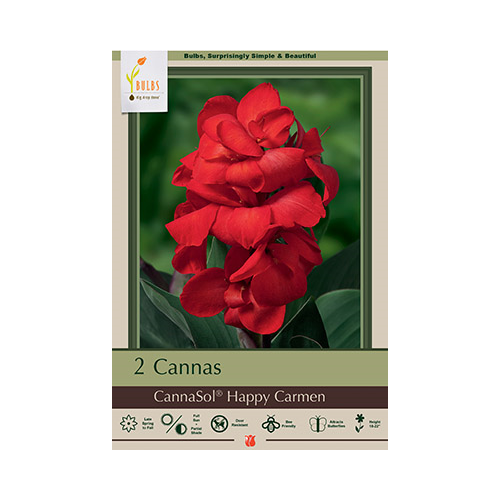 Netherland Bulb Company Canna Lily CannaSol Happy Carmen
