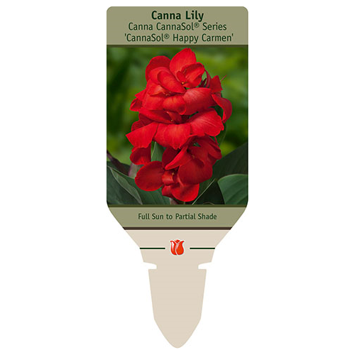 Netherland Bulb Company Canna Lily CannaSol Happy Carmen - Thumbnail 2