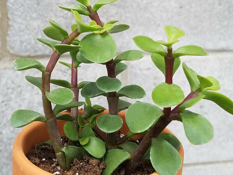 portulacaria afra toxic to dogs