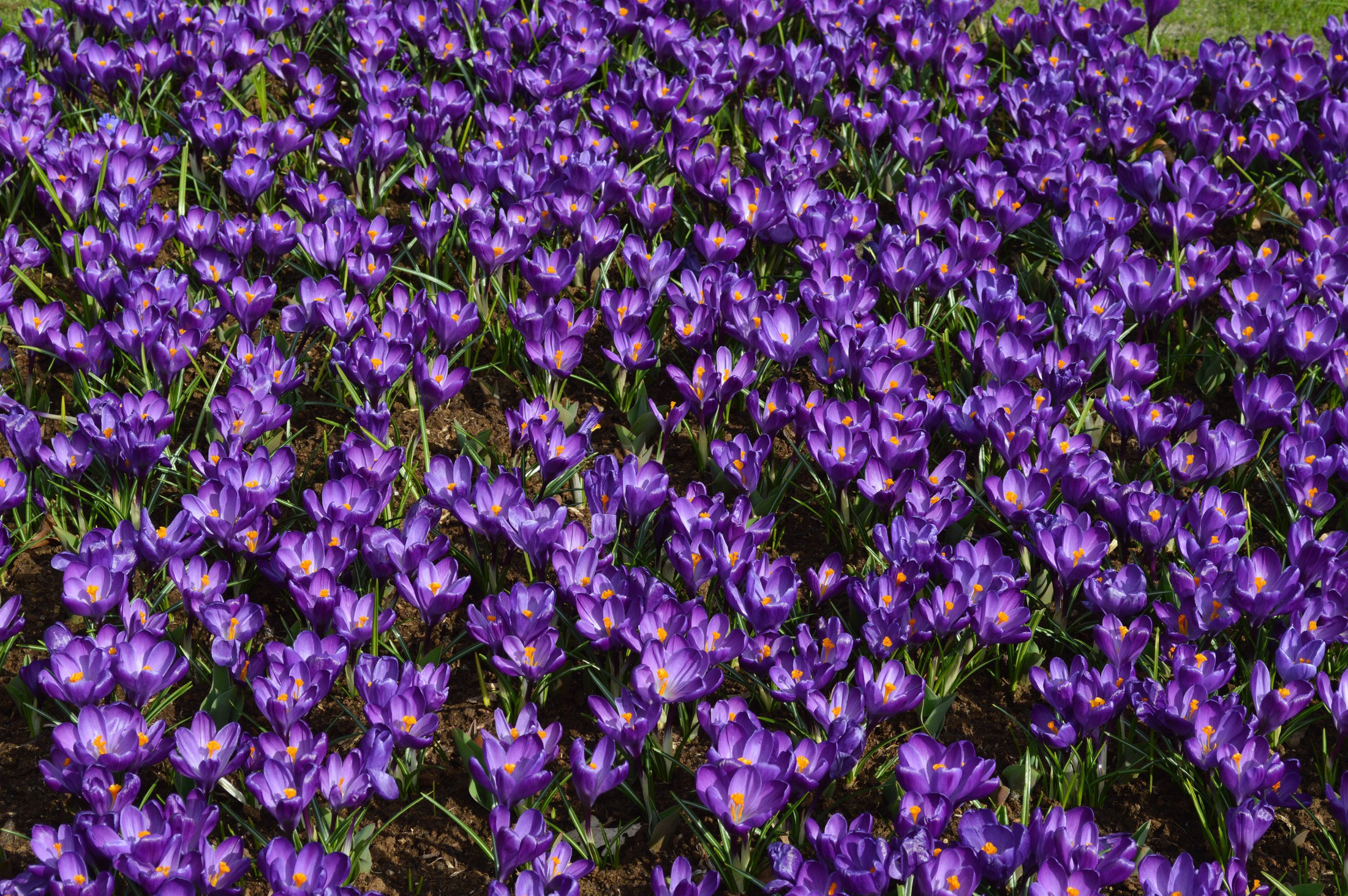 Rotteveel Live Flower Buds, Dark Blue Crocus
