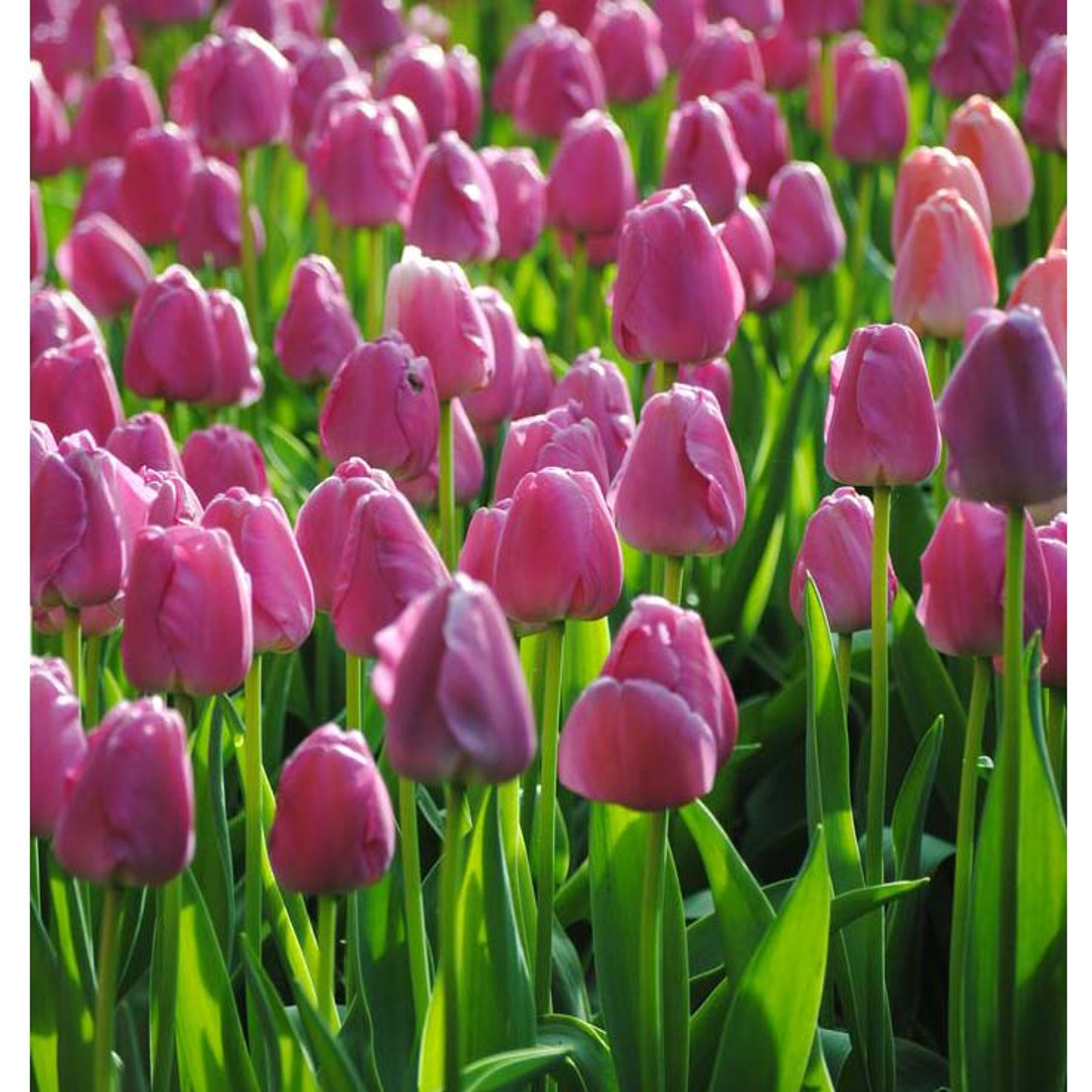 Rotteveel Live Flower Spring Bulbs, Darwin Tulips Purple (Pack of 50)