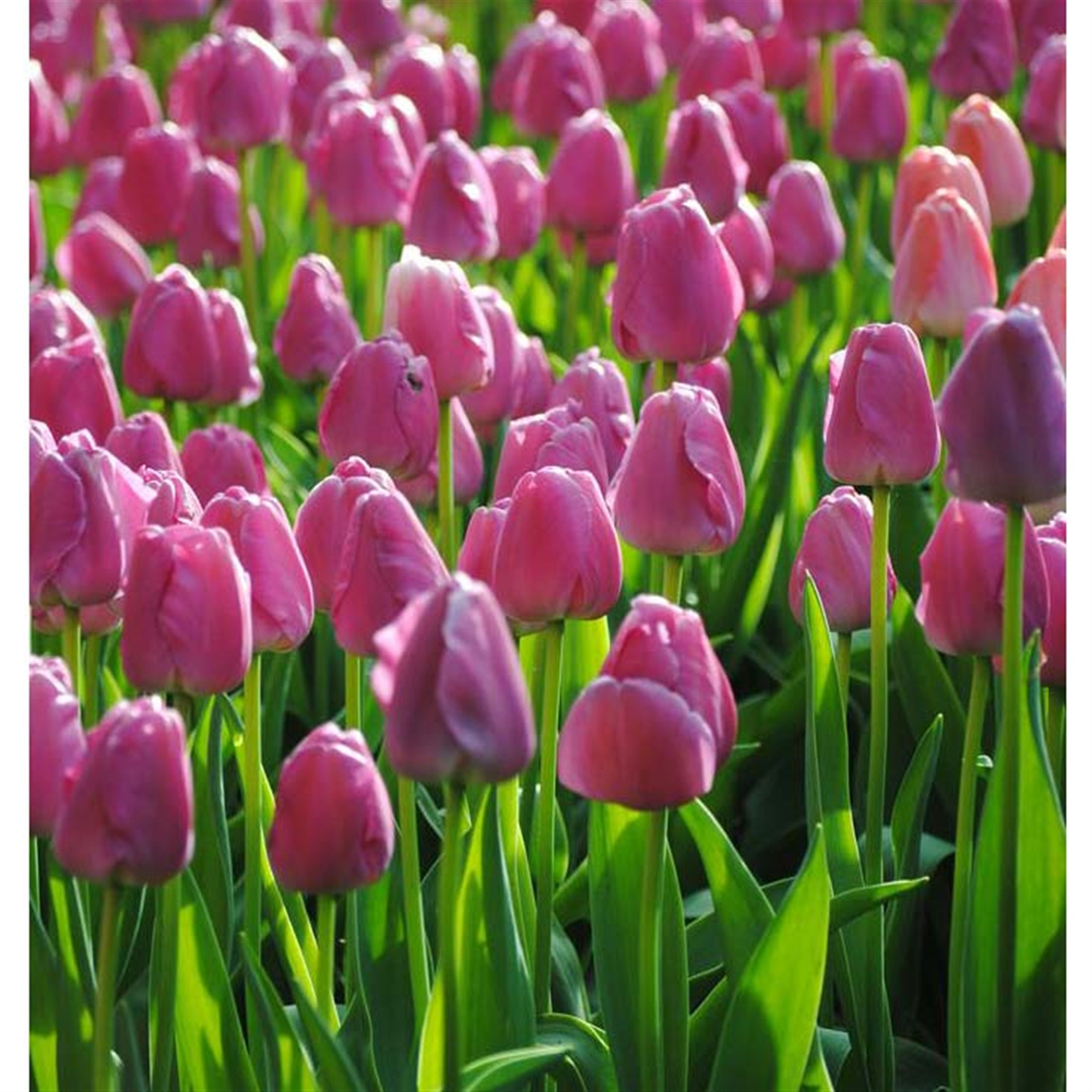 Garden Elements Spring Blooming Bulbs – Darwin Tulip, Purple – 50 Pack