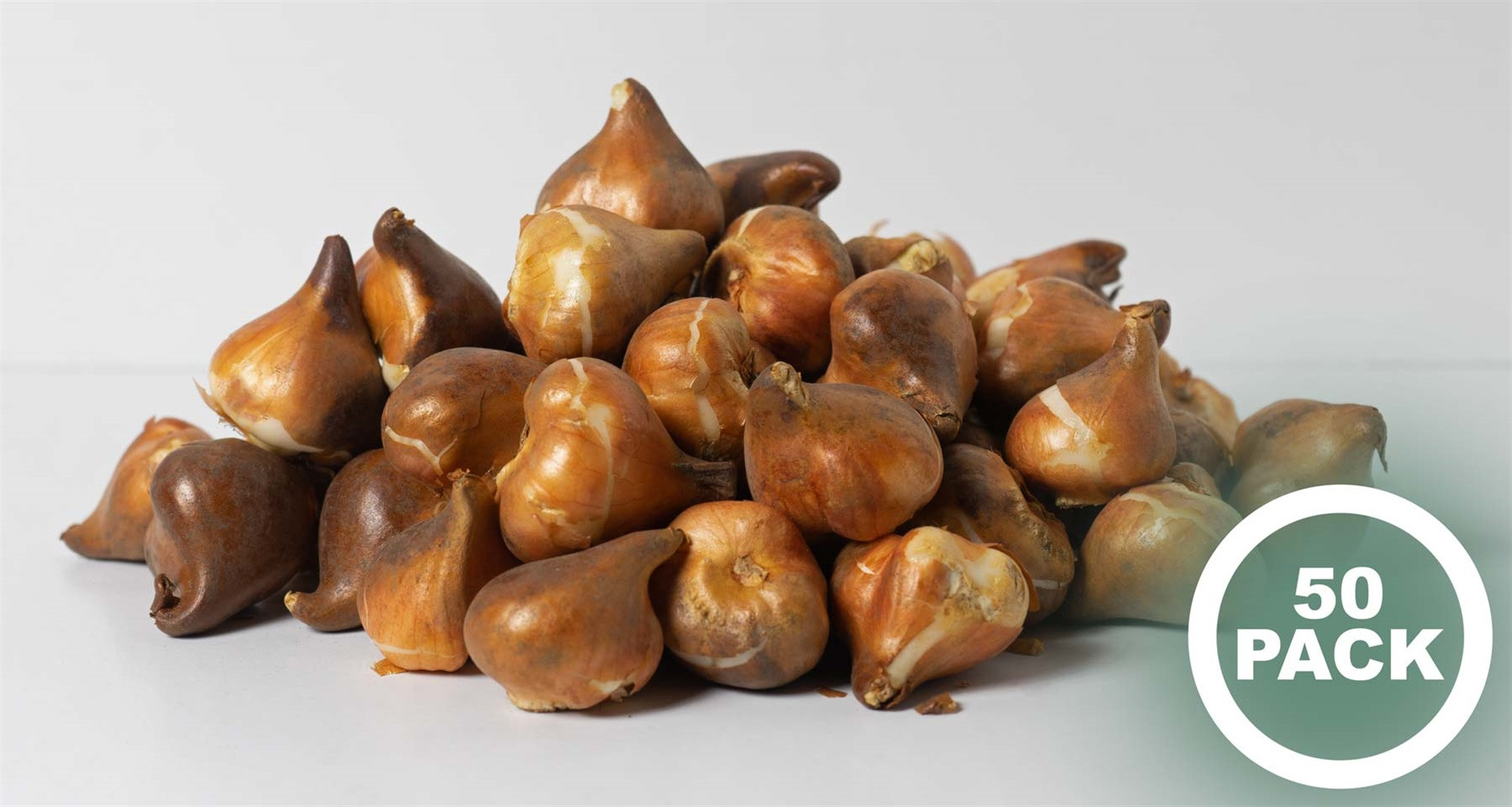 Garden Elements Spring Blooming Bulbs – Darwin Tulip, Purple – 50 Pack