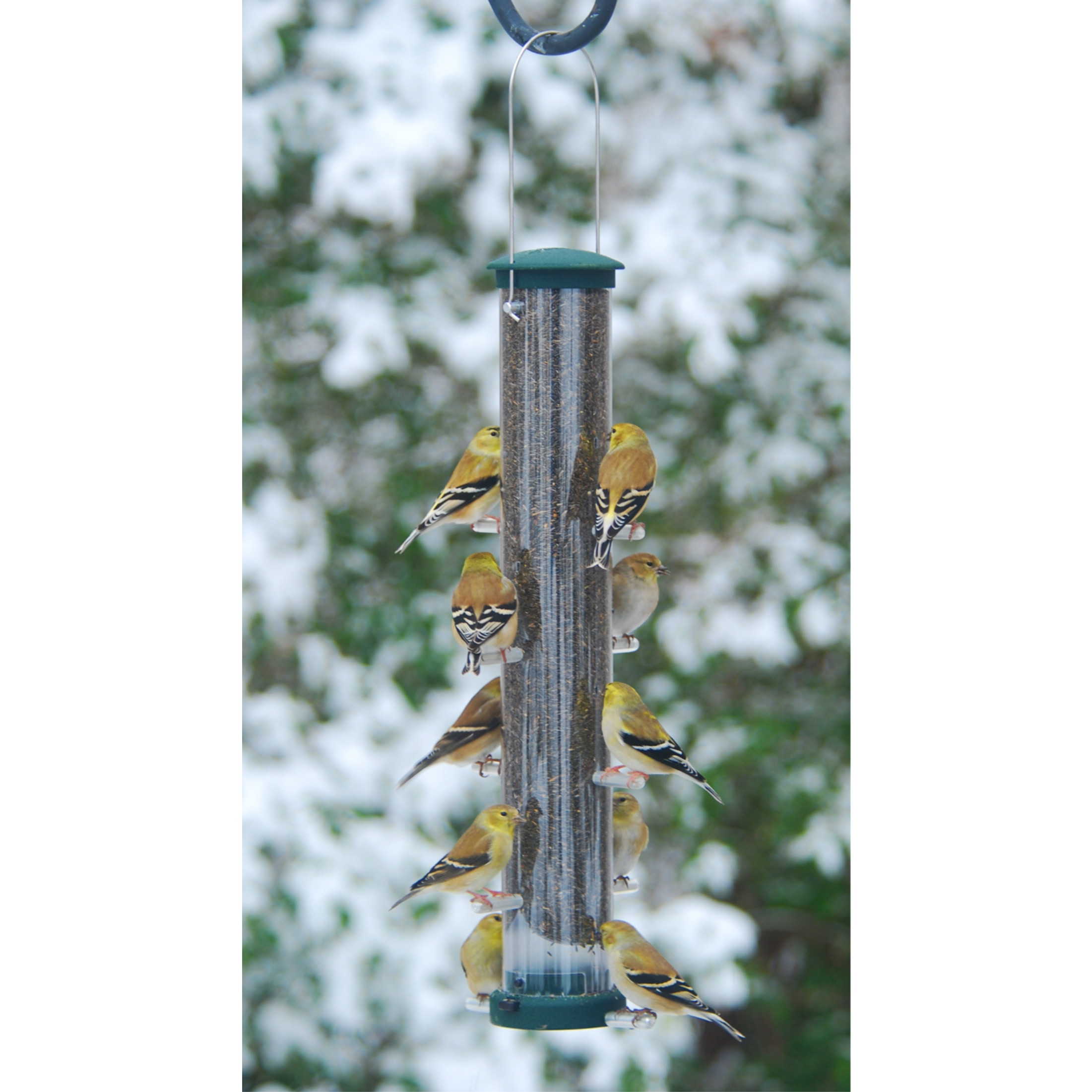 Aspects Quick-Clean Nyjer Seed Tube Feeder – 10-Port Finch Feeder with Removable Base for Easy Cleaning – UV-Stabilized, Weather-Resistant – 1.75 Quart Capacity