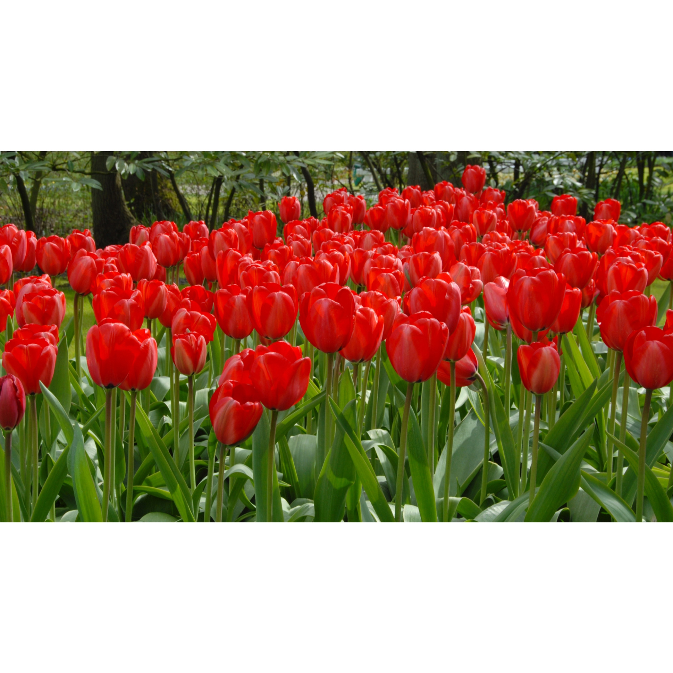 Garden Elements Spring Blooming Bulbs – Darwin Tulip, Red Impression – 50 Pack Garden Elements Spring Blooming Bulbs – Darwin Tulip, Red Impression – 50 Pack