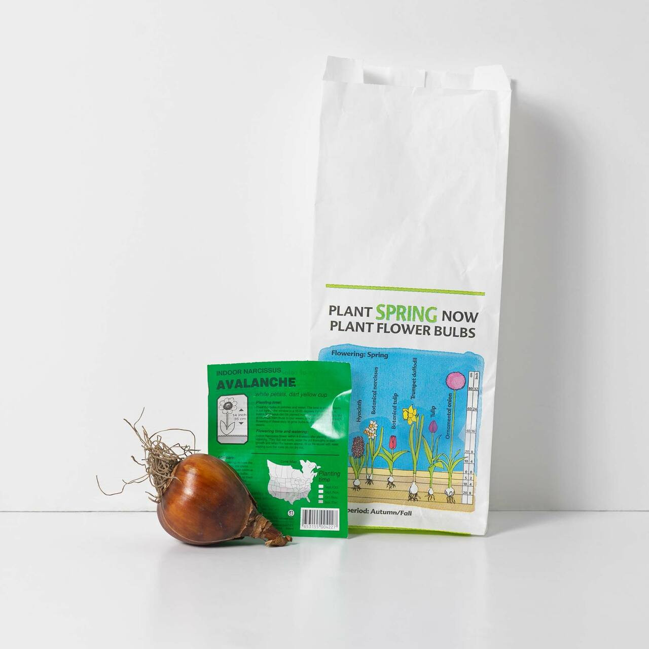 Rotteveel Live Flower Bulbs, Indoor Narcissus Avalanche (Pack of 1)