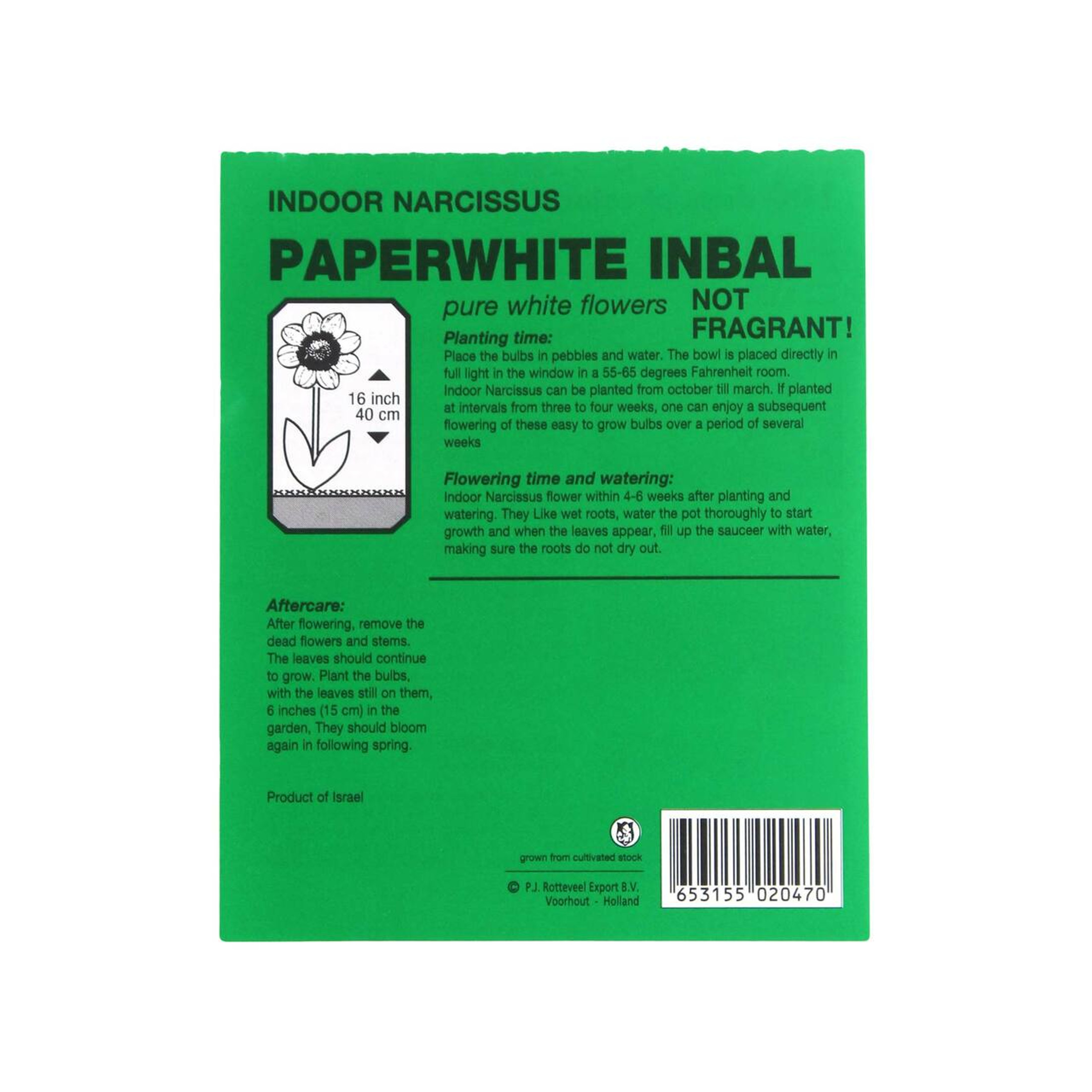 Rotteveel Live Flower Bulbs, Paperwhite Inbal Narcissus for Holiday Forcing (Pack of 1)