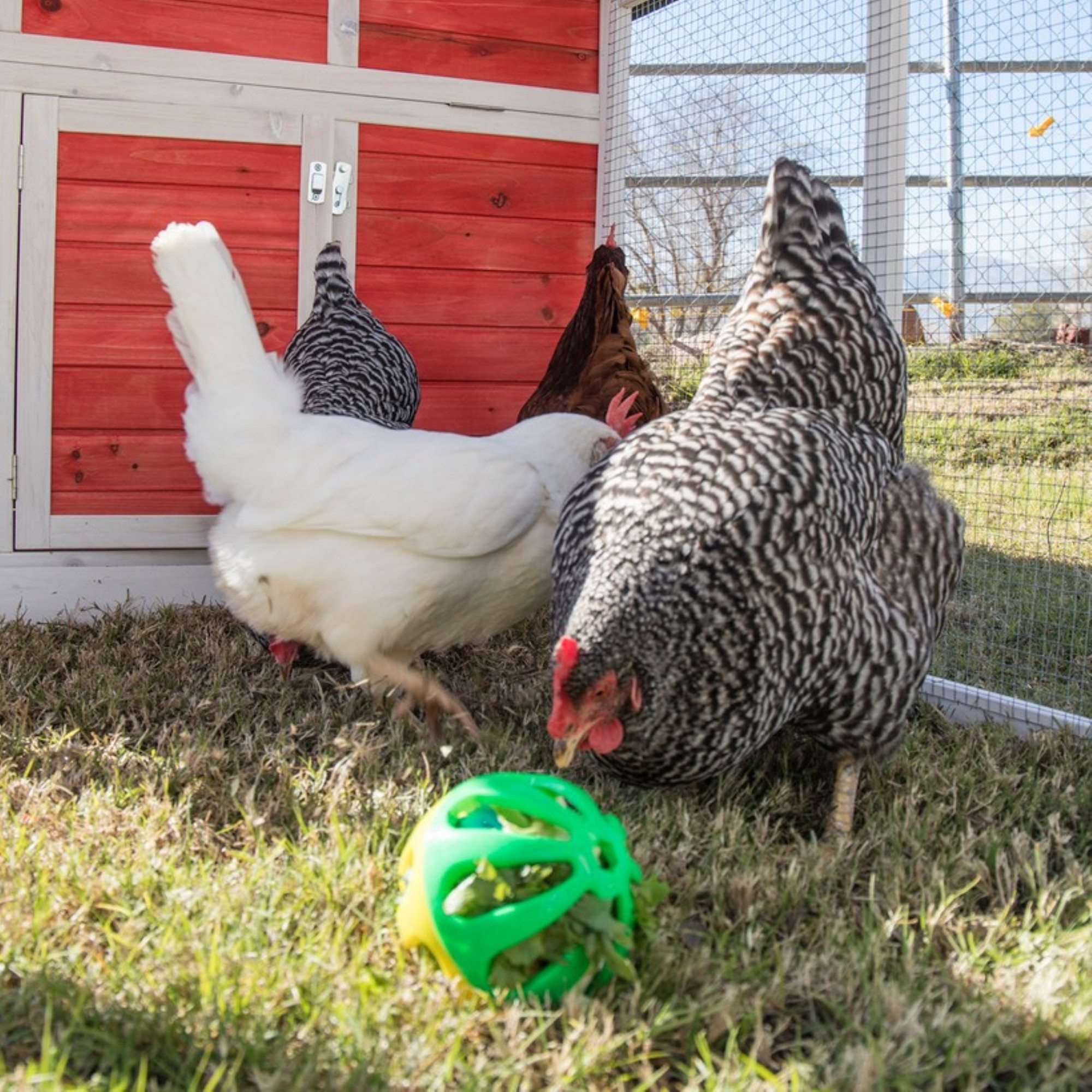 Ware Manufacturing Peck-N-Play Chicken Treat Ball with Jingle Ball Inside, 4.5"