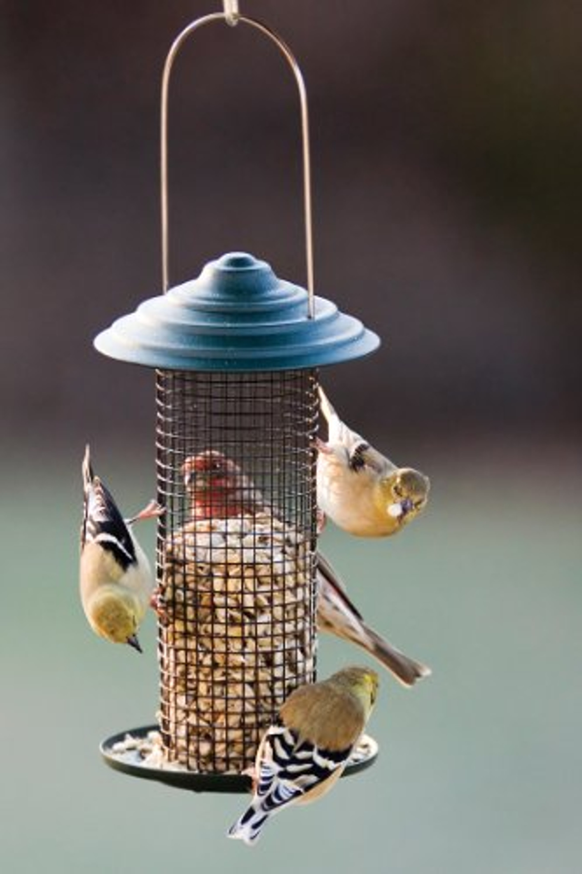 Woodlink MINIMAG1 Mini Magnums Sunflower Screen Feeder