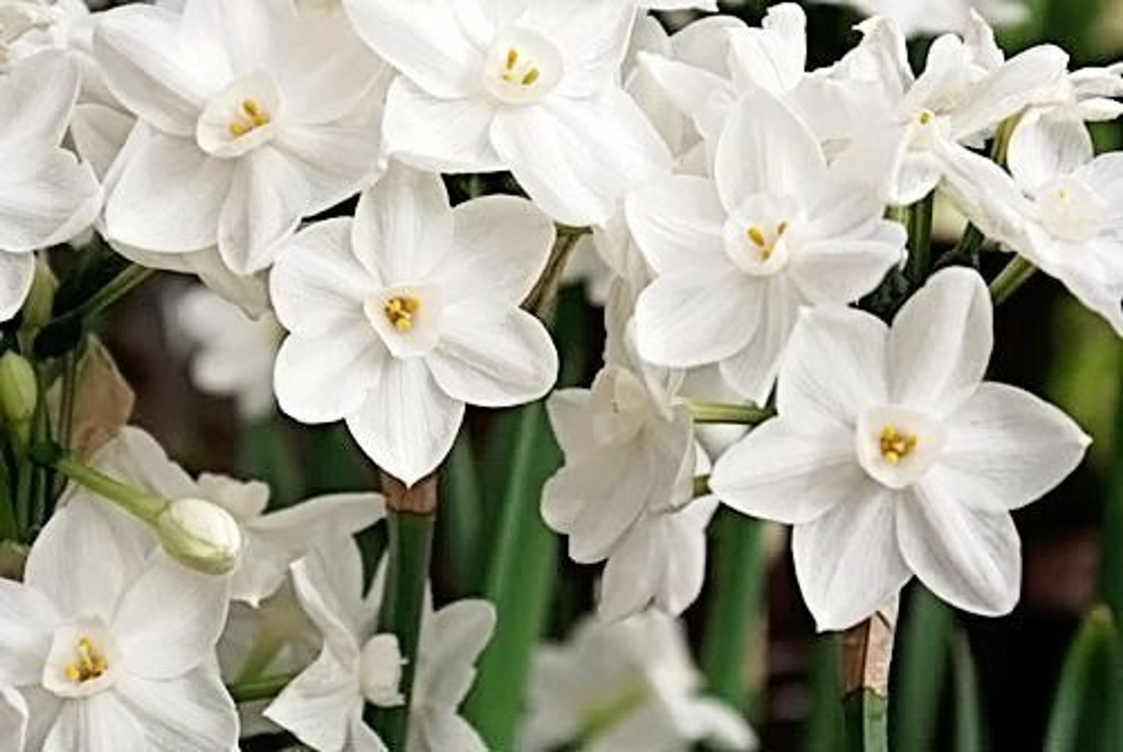 Rotteveel Live Flower Bulbs, 14-15cm Indoor Narcissus 'Paperwhite' Ziva Tazetta (20 Pack)