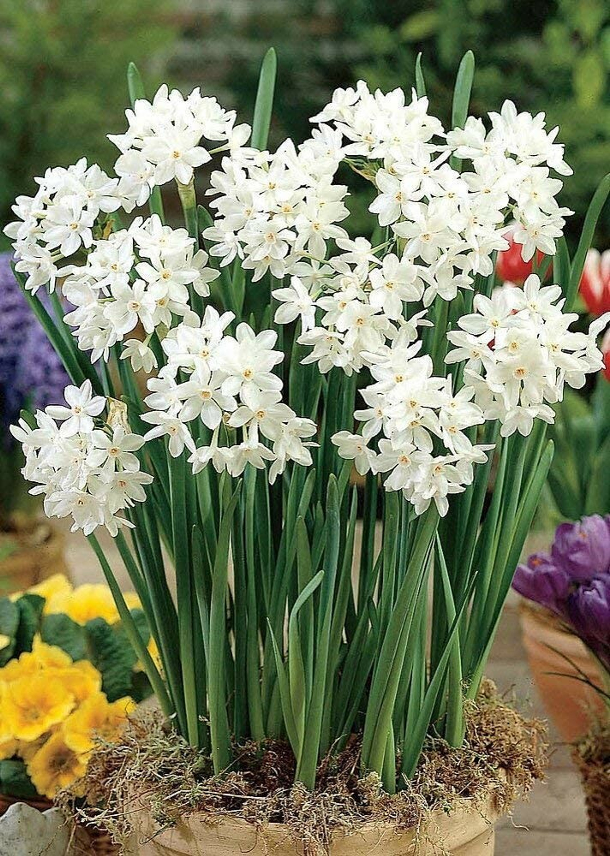 Rotteveel Live Flower Bulbs, 14-15cm Indoor Narcissus 'Paperwhite' Ziva Tazetta (20 Pack)