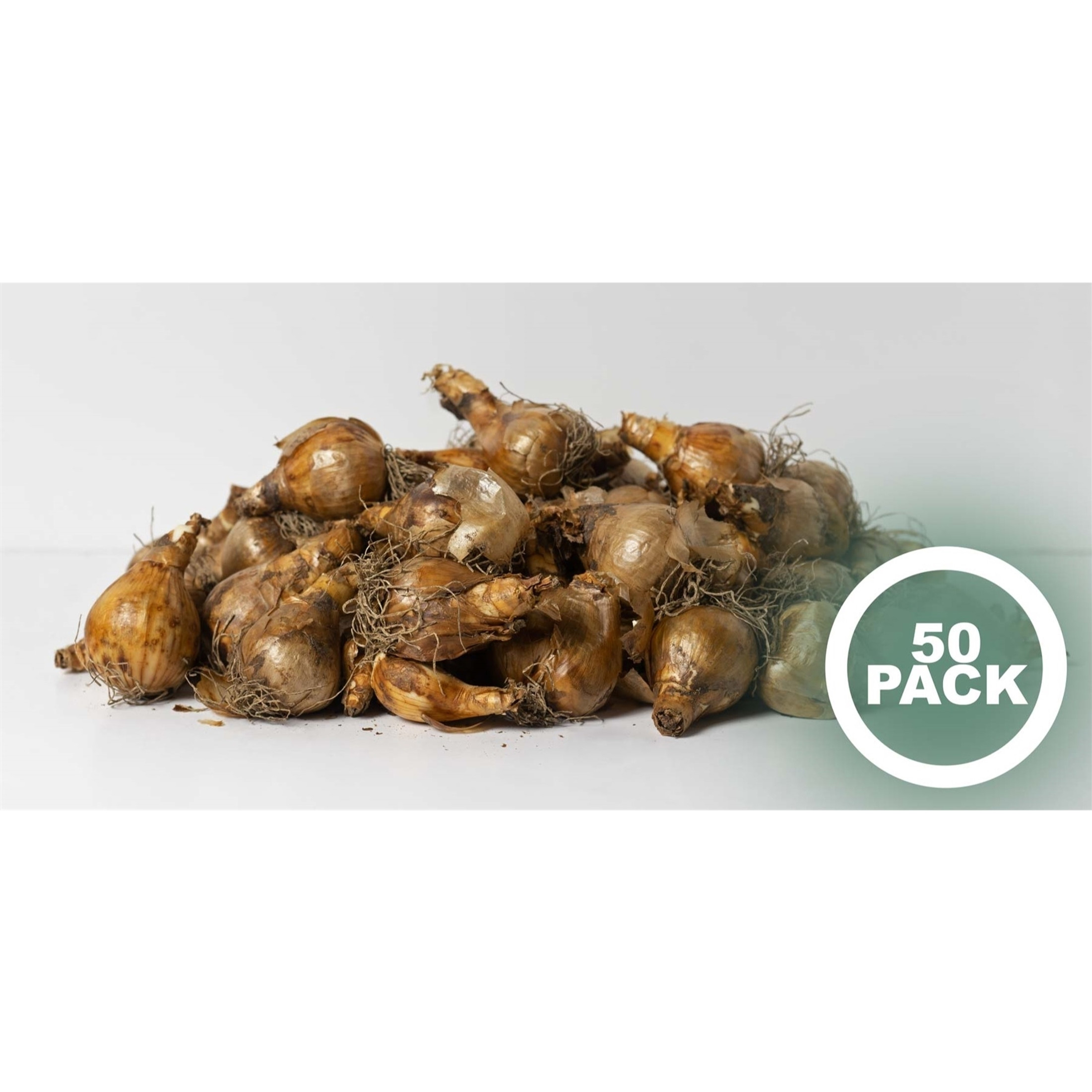 Garden Elements Live Flower Bulbs, Dutch Master Narcissus Daffodil, Yellow (50 Bulbs)