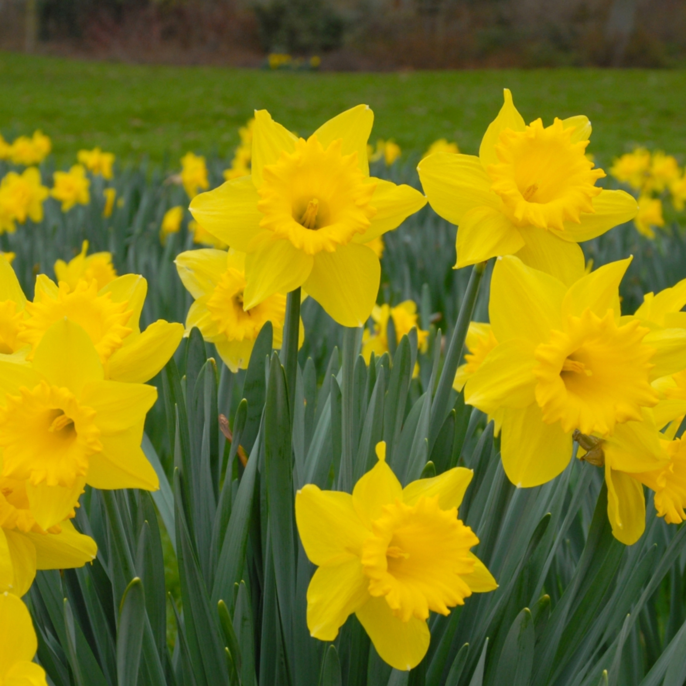 Garden Elements Live Flower Bulbs, Dutch Master Narcissus Daffodil, Yellow (50 Bulbs)