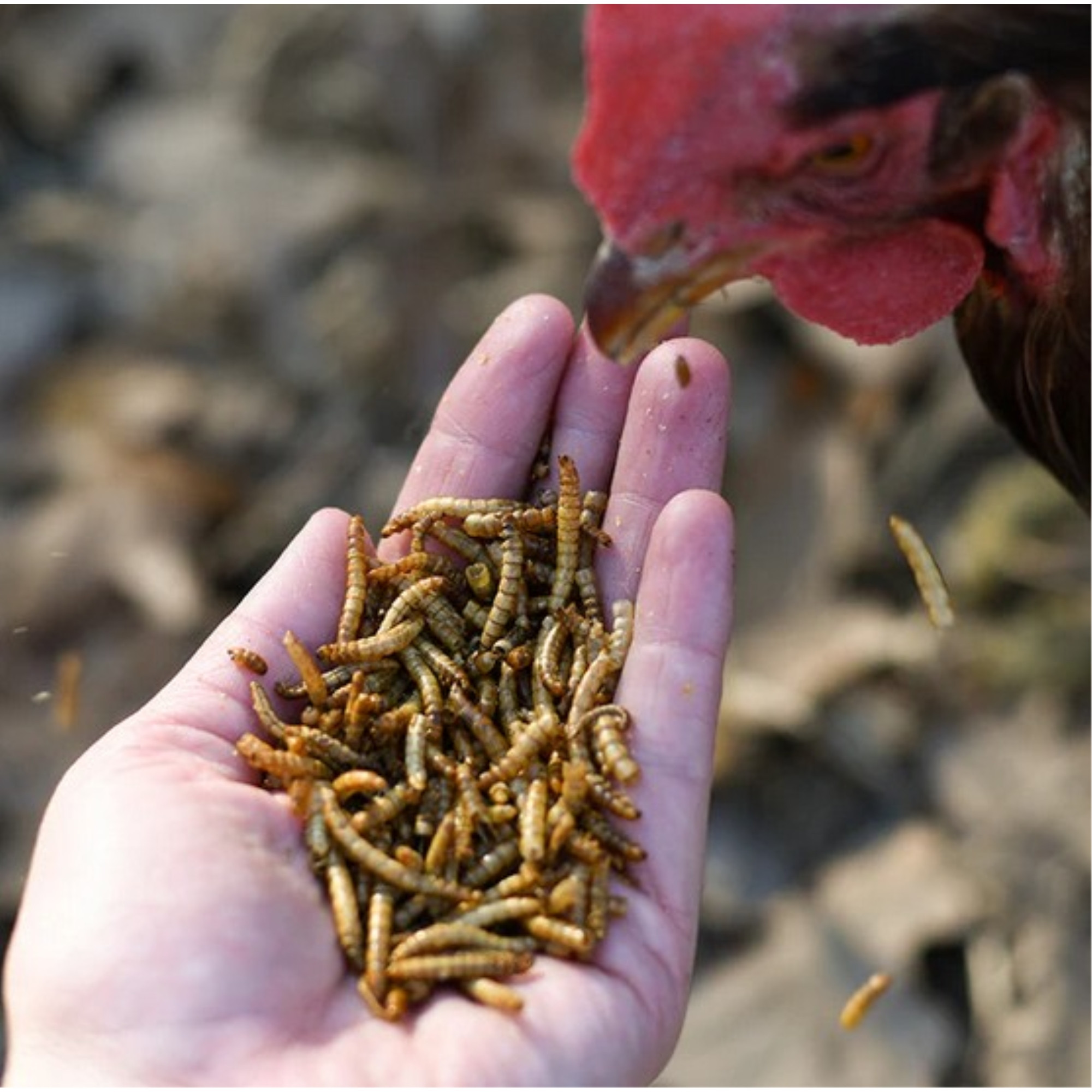 Happy Hen Treats Mealworm Frenzy – 100% Natural Dried Mealworms – High-Protein Poultry Snack, 5lb