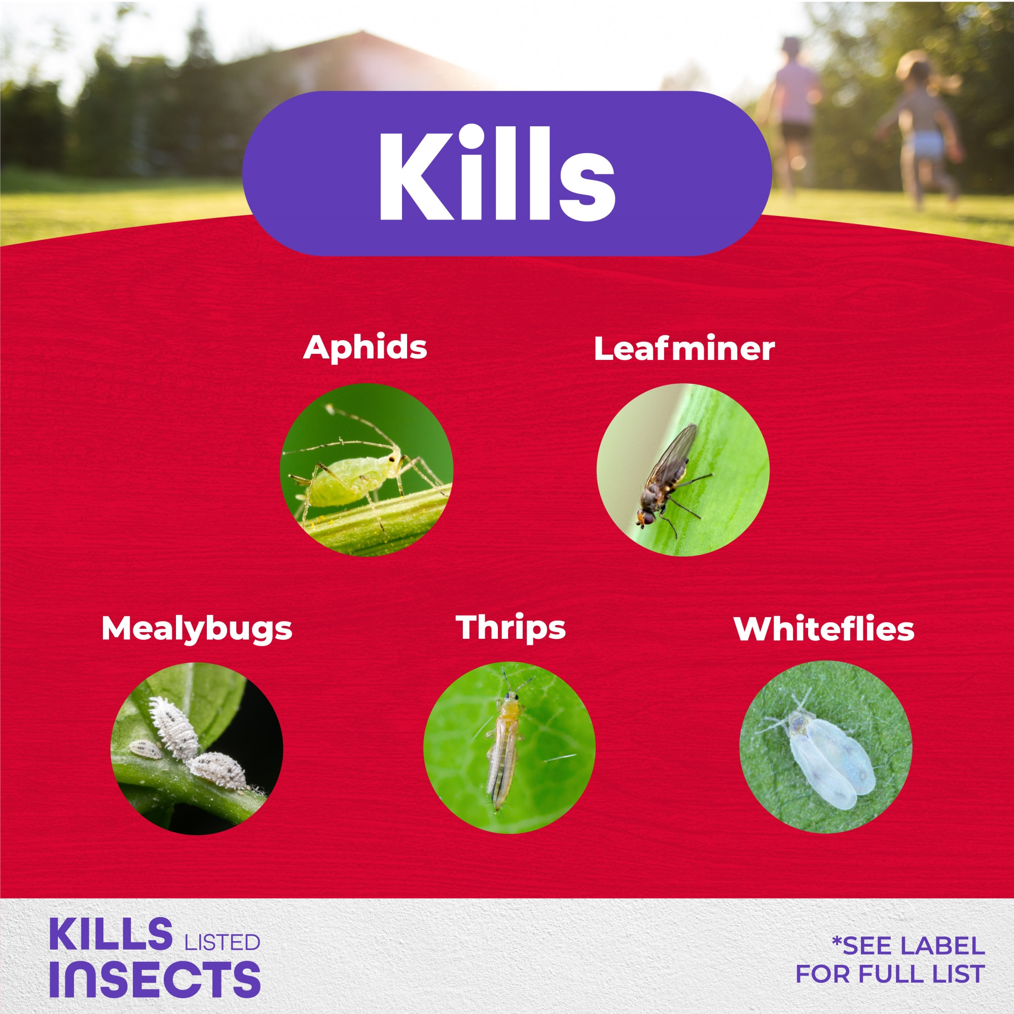 Bonide Systemic Houseplant Insect Control for Container Grown Plants, 1lb