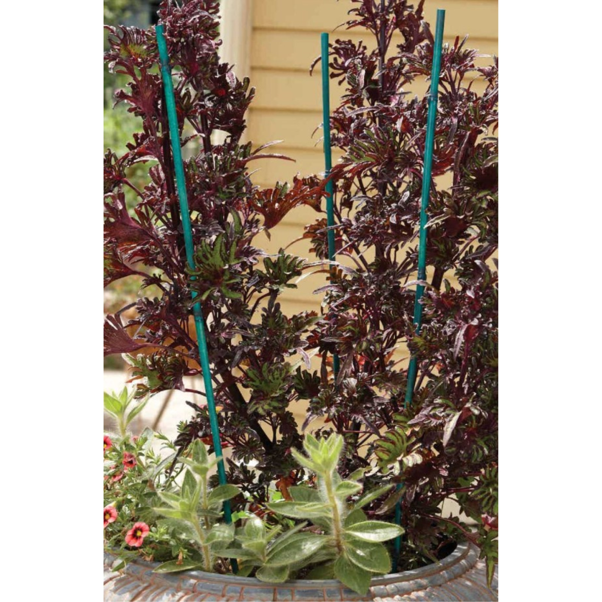 Bond 3-Foot Bamboo Stakes, 25 Pack