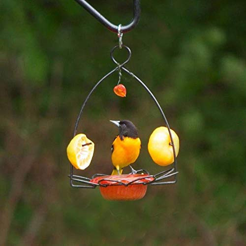 Birds Choice Flower Oriole Bird Feeder Small Orange