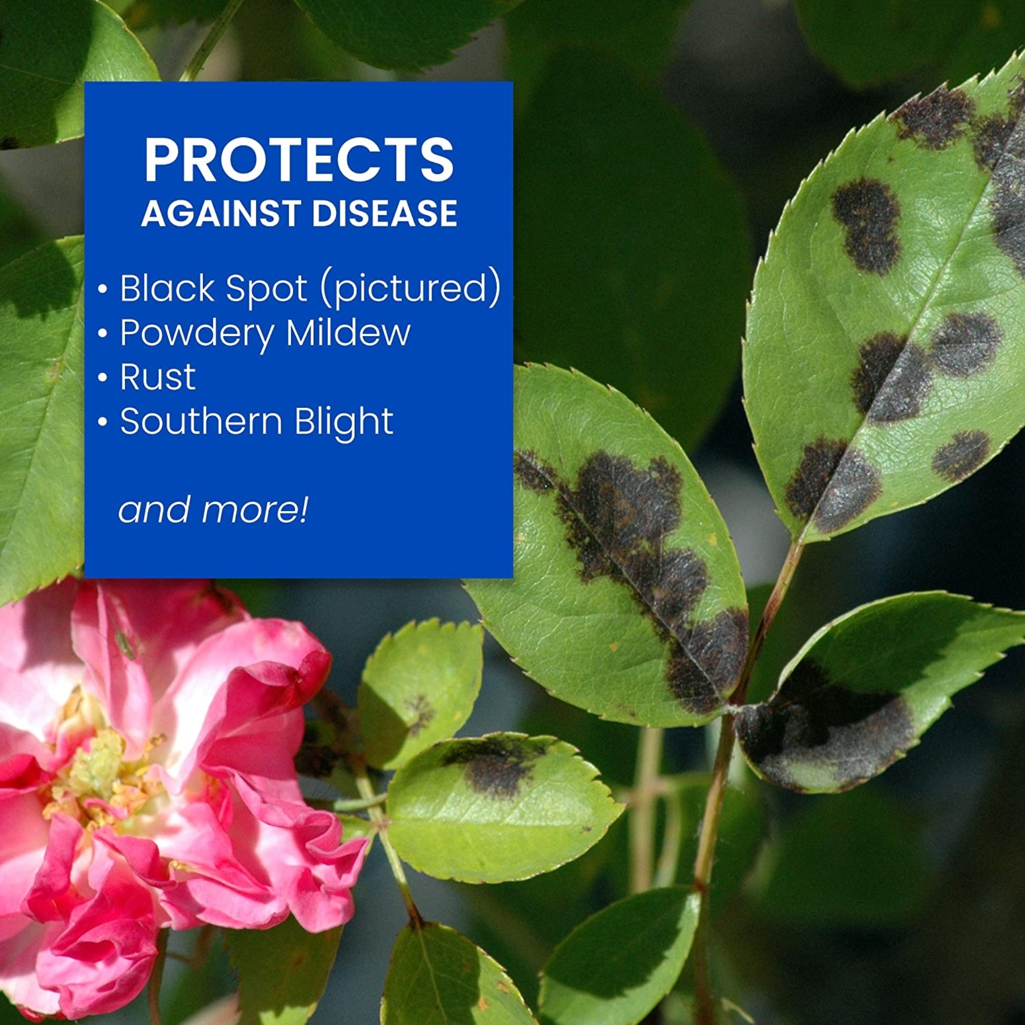 BioAdvanced 9-14-9 All-In-One Rose and Flower Care Concentrate