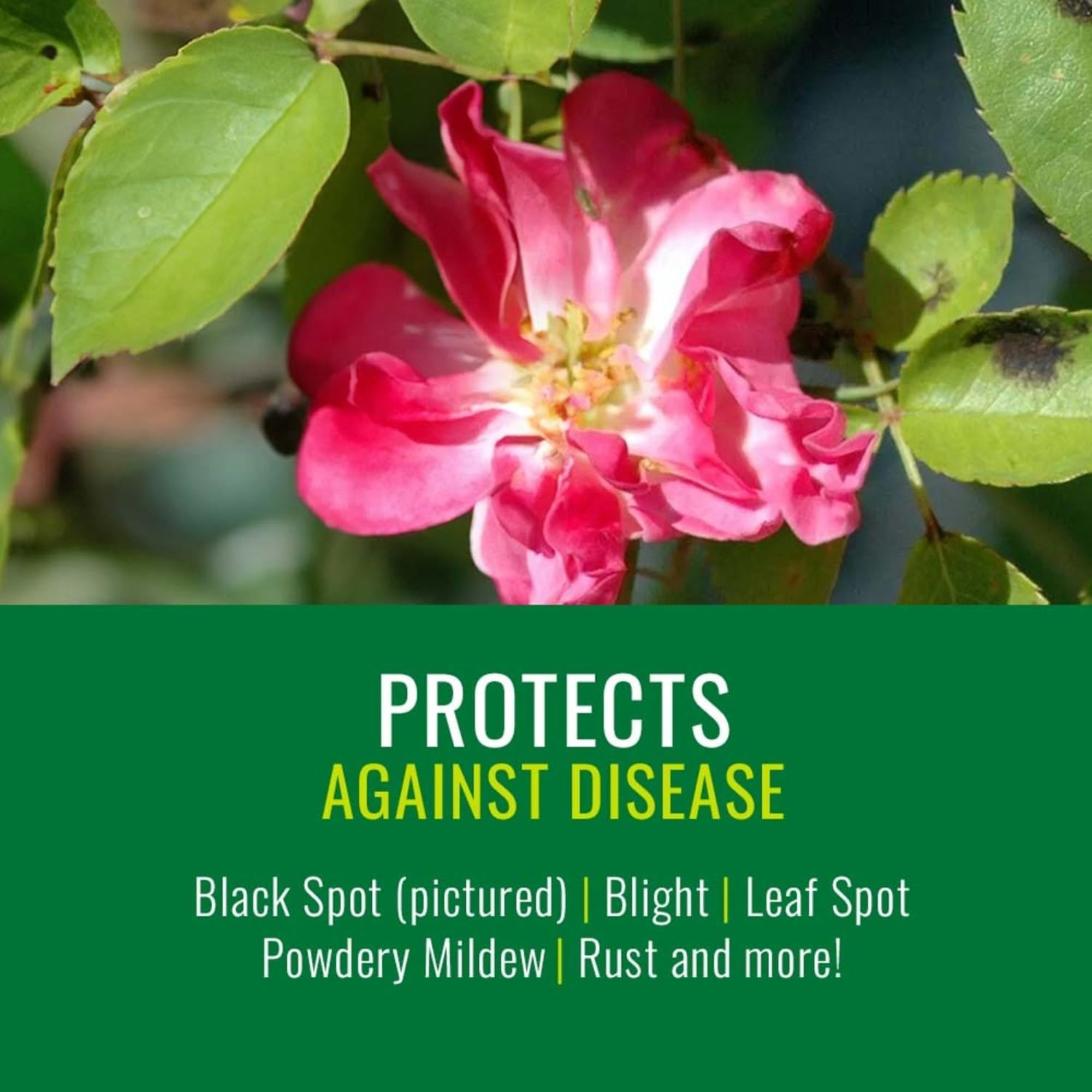 Natria Rose & Flower Insect, Disease, & Mite Control, Ready-to-Use Spray, 24oz