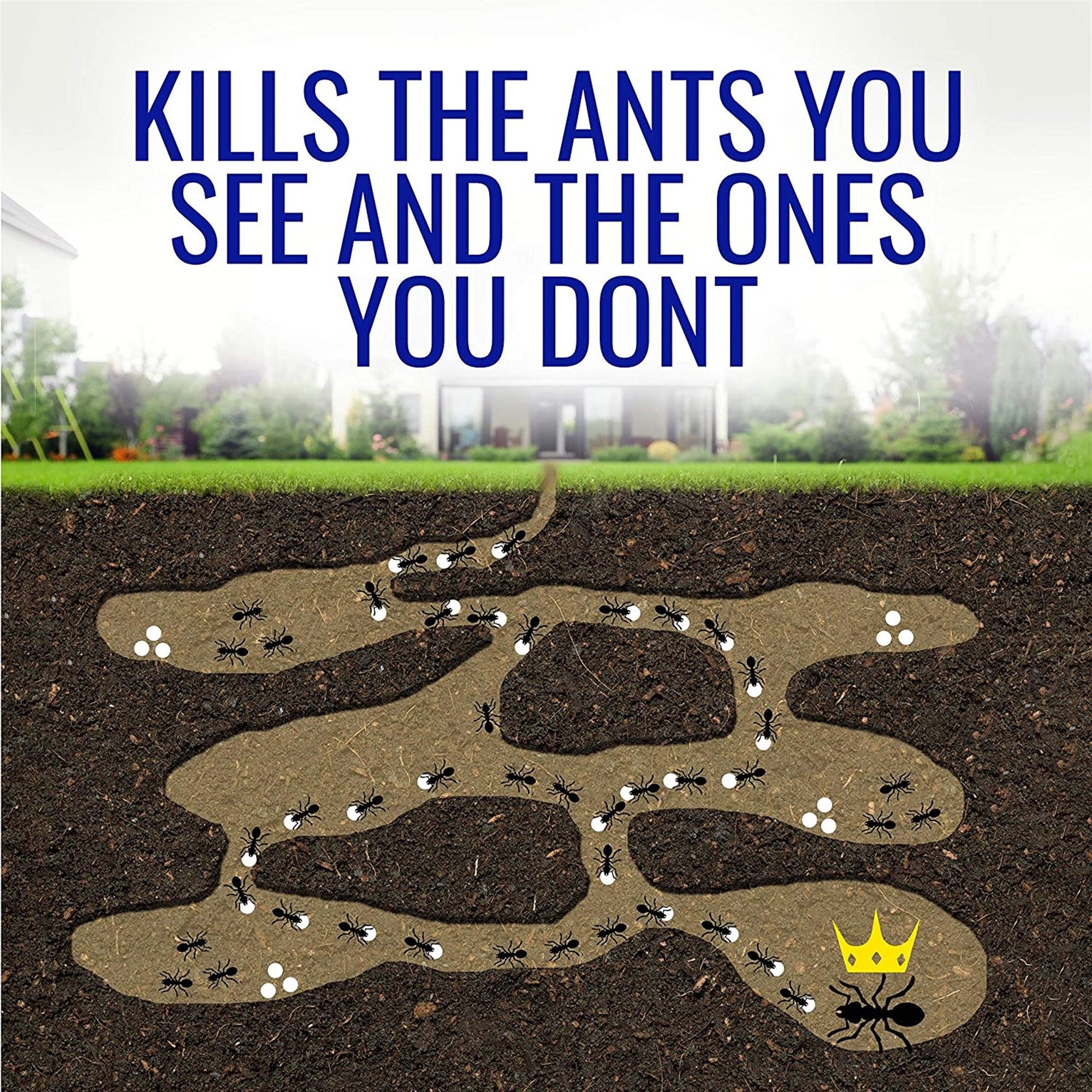 Terro Liquid Ant Killer with Borax, 1lb – Controls All Household Ants