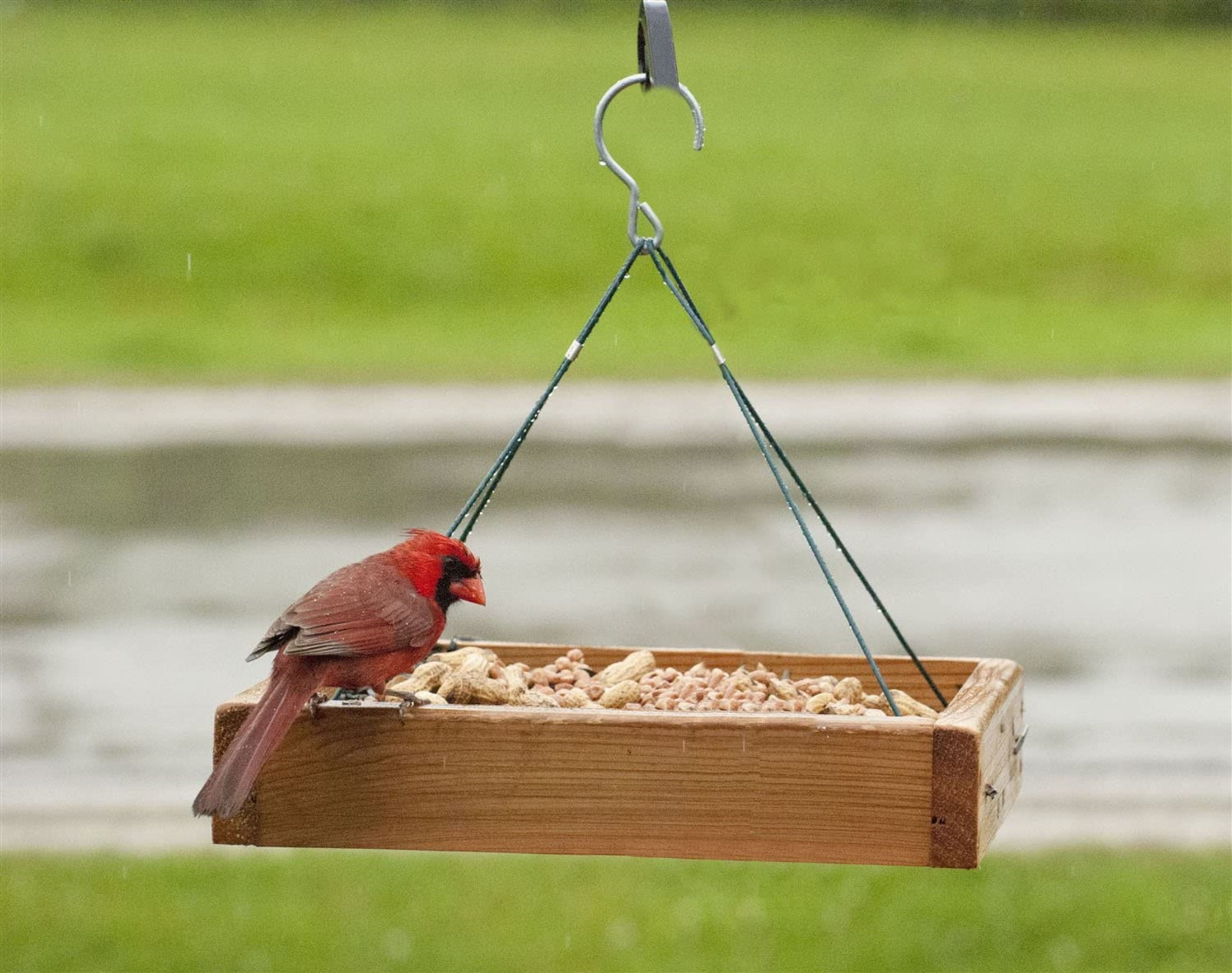 Woodlink Audubon 3-in-1 Platform Wild Bird Feeder, 3lb Seed Capacity