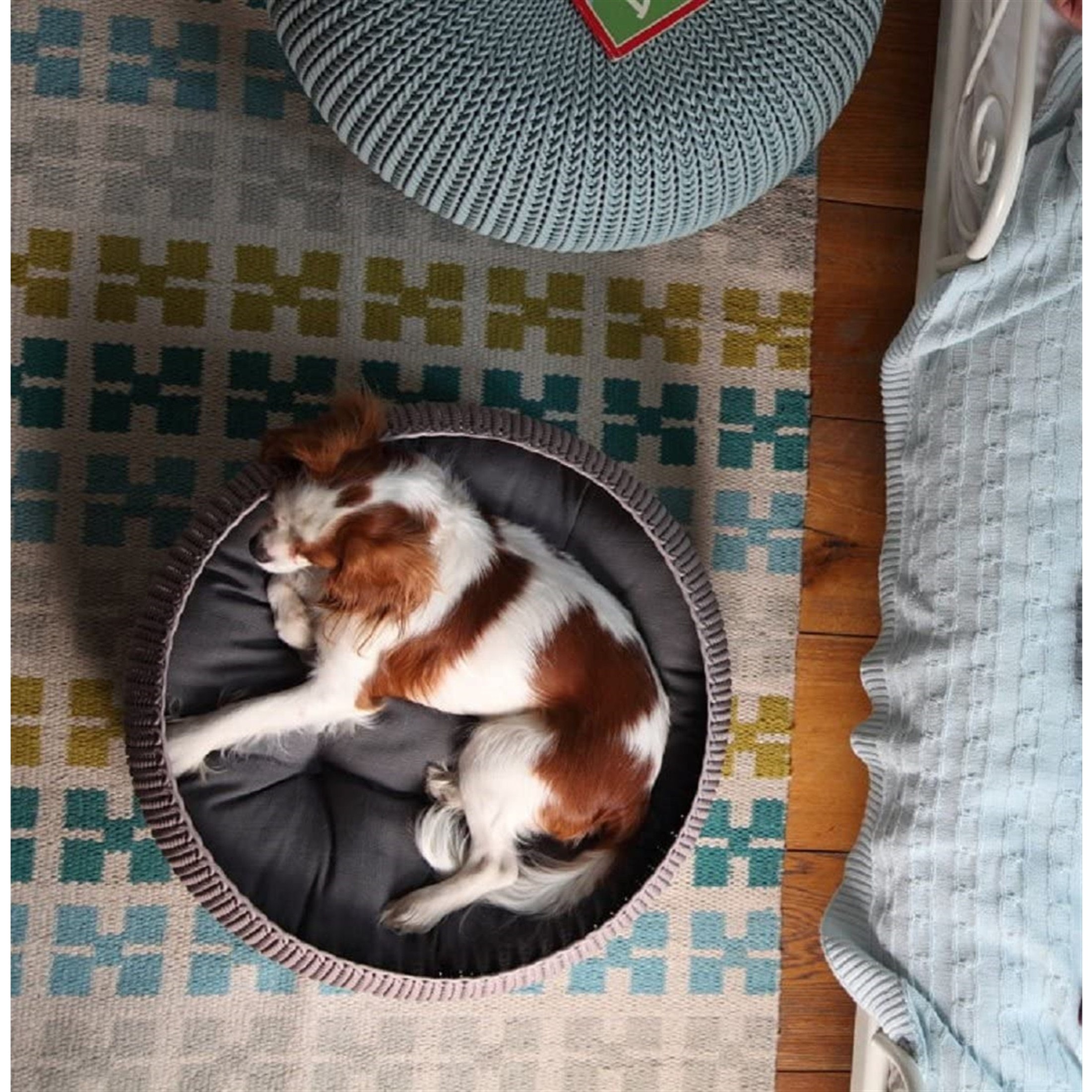 Keter by Curver Knit Cozy Resin Plastic Pet Bed for Small Dogs and Medium-Sized Cats, Sandy Beige Keter by Curver Knit Cozy Resin Plastic Pet Bed for Small Dogs and Medium-Sized Cats, Sandy Beige