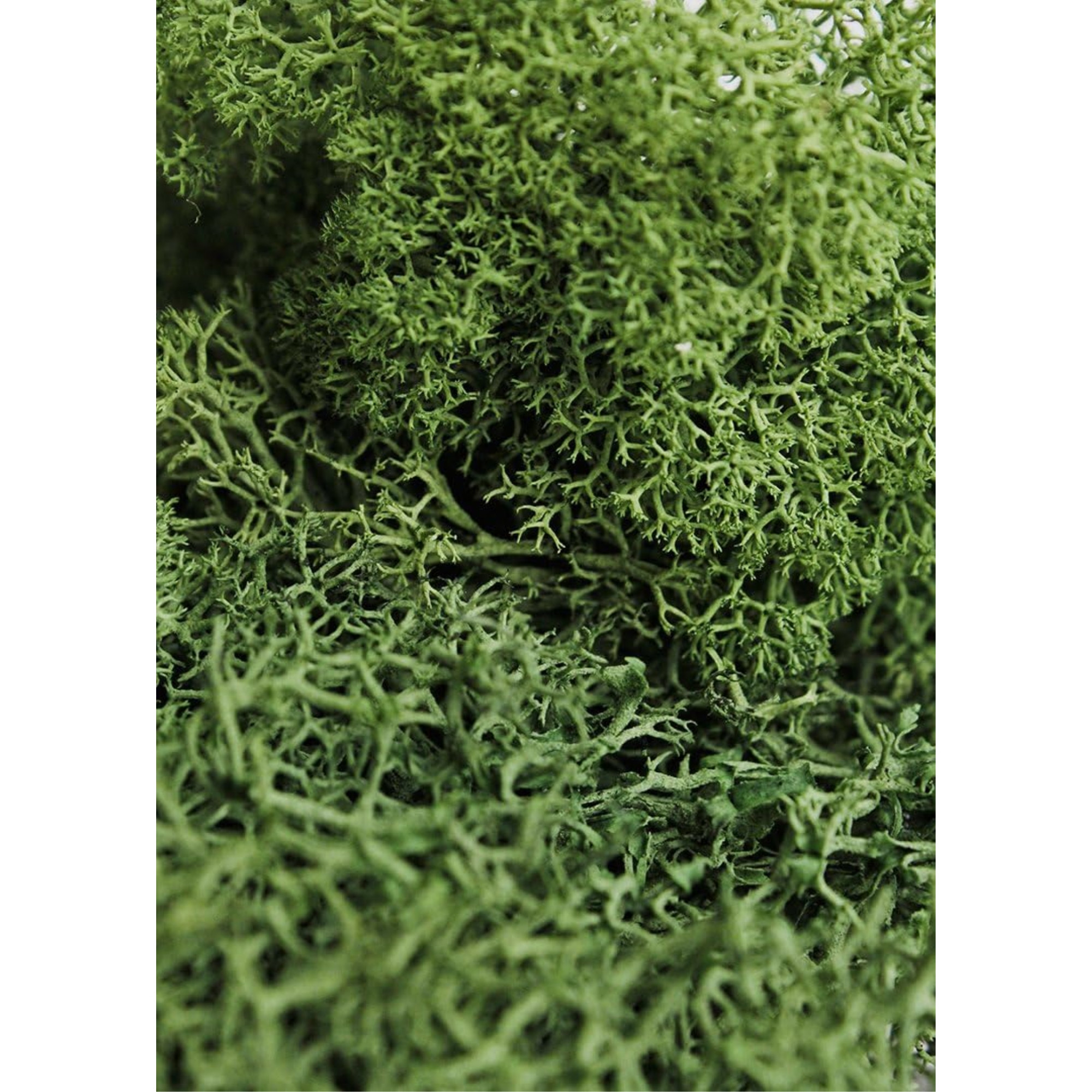 SuperMoss Preserved Reindeer Moss, Forest, 8oz bag (200 cubic inch)