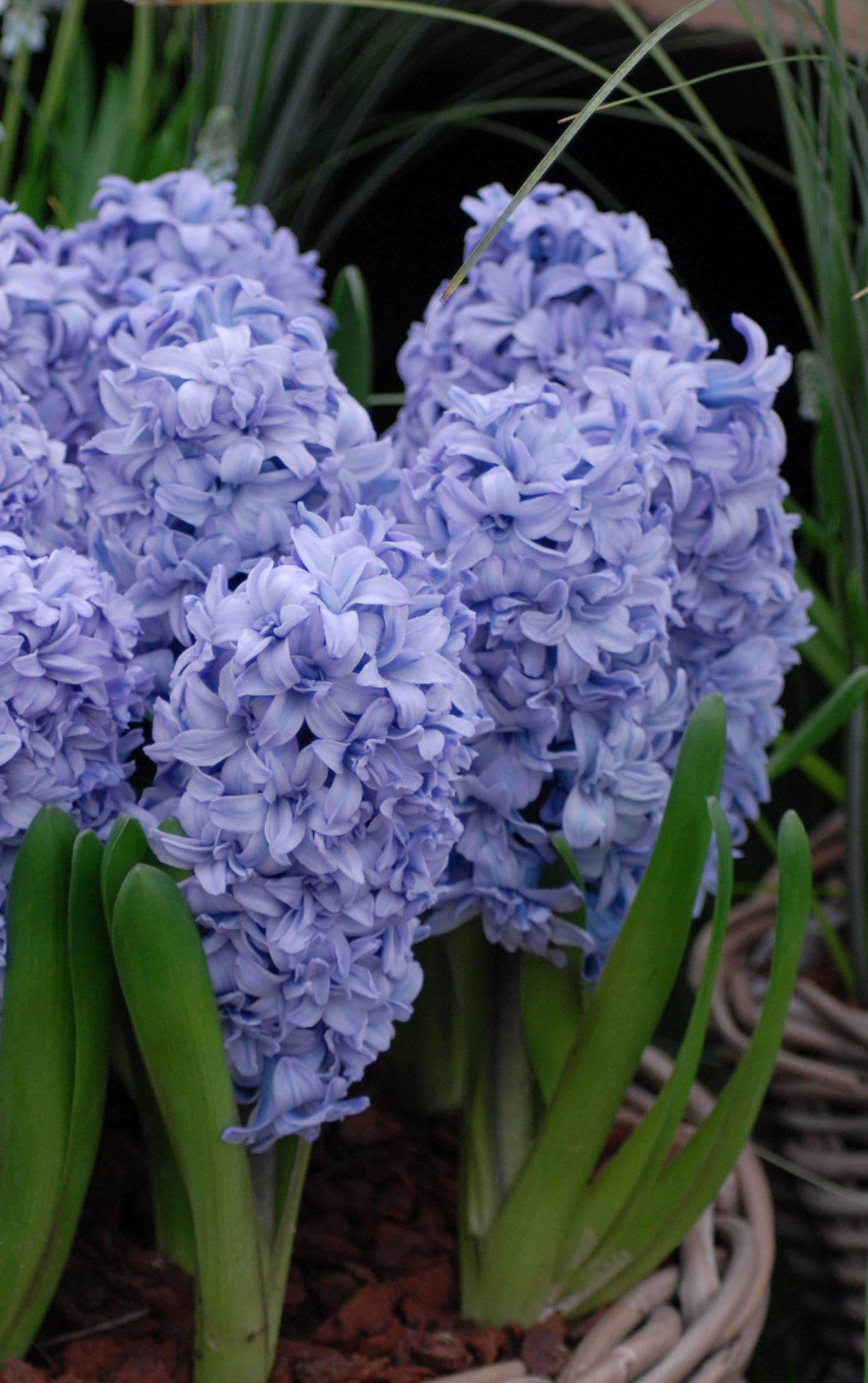 Rotteveel Live Flower, Blue Eyes Hyacinth, Pack of 5