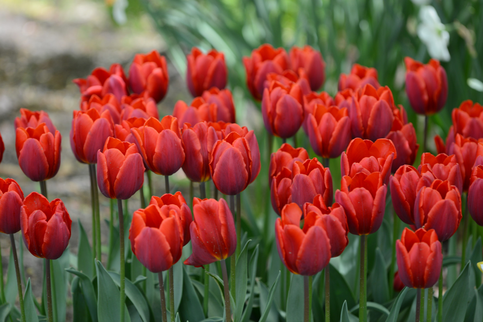 Garden Elements Spring Blooming Bulbs – Tulip Couleur Cardinal, Red – 5 Pack