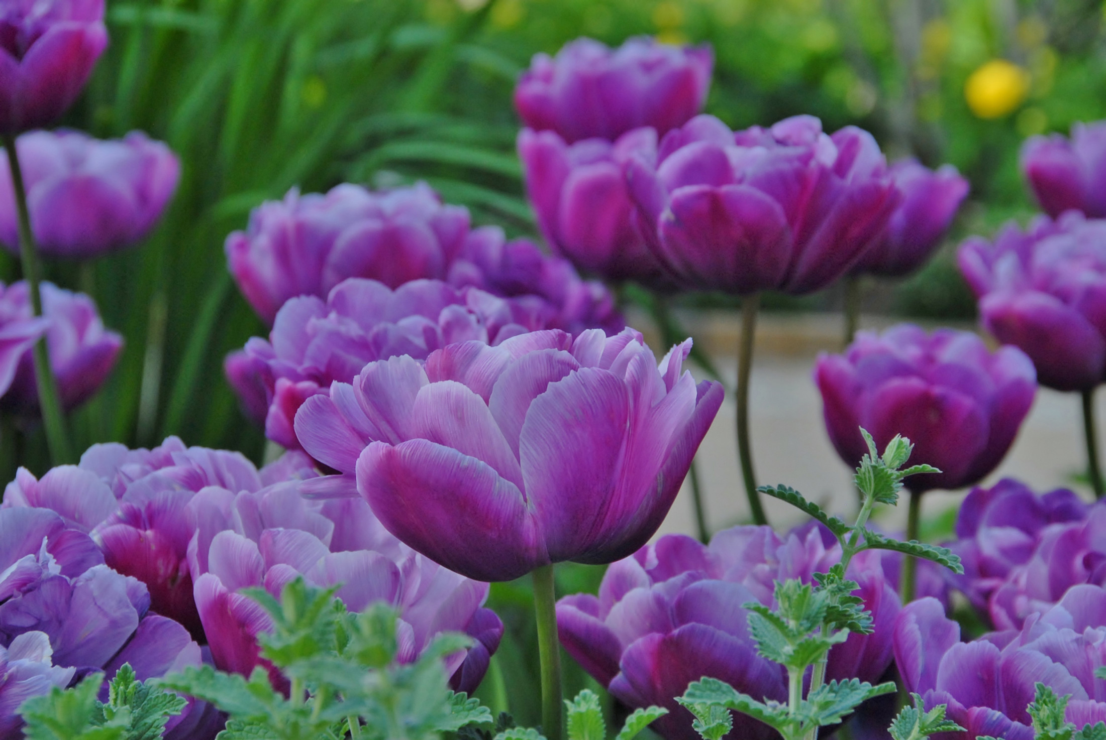 Garden Elements Live Flower Bulbs, Blue Diamond Tulip, (Pack of 5)