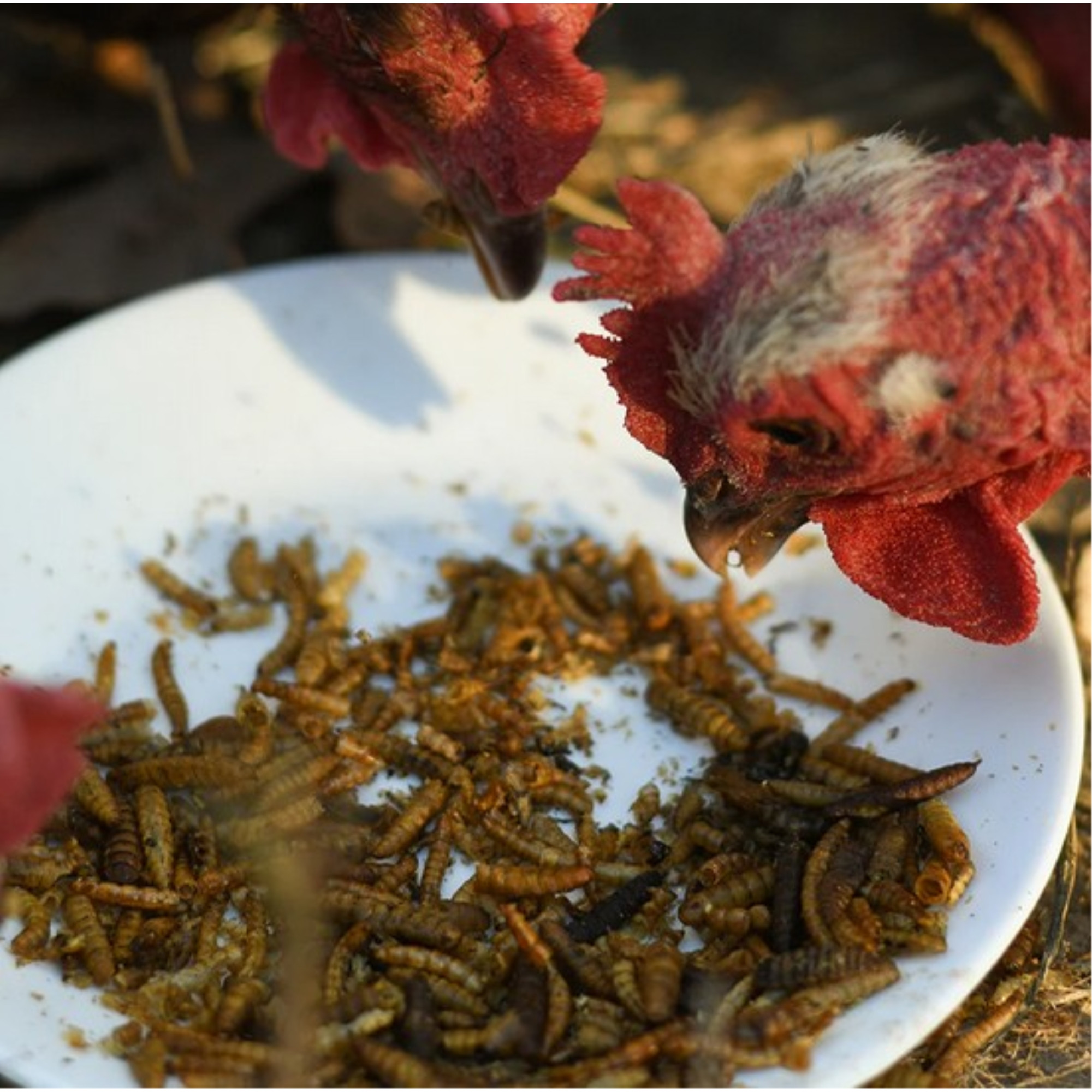 Happy Hen Treats Mealworm Frenzy – 100% Natural Dried Mealworms – High-Protein Poultry Snack, 30oz