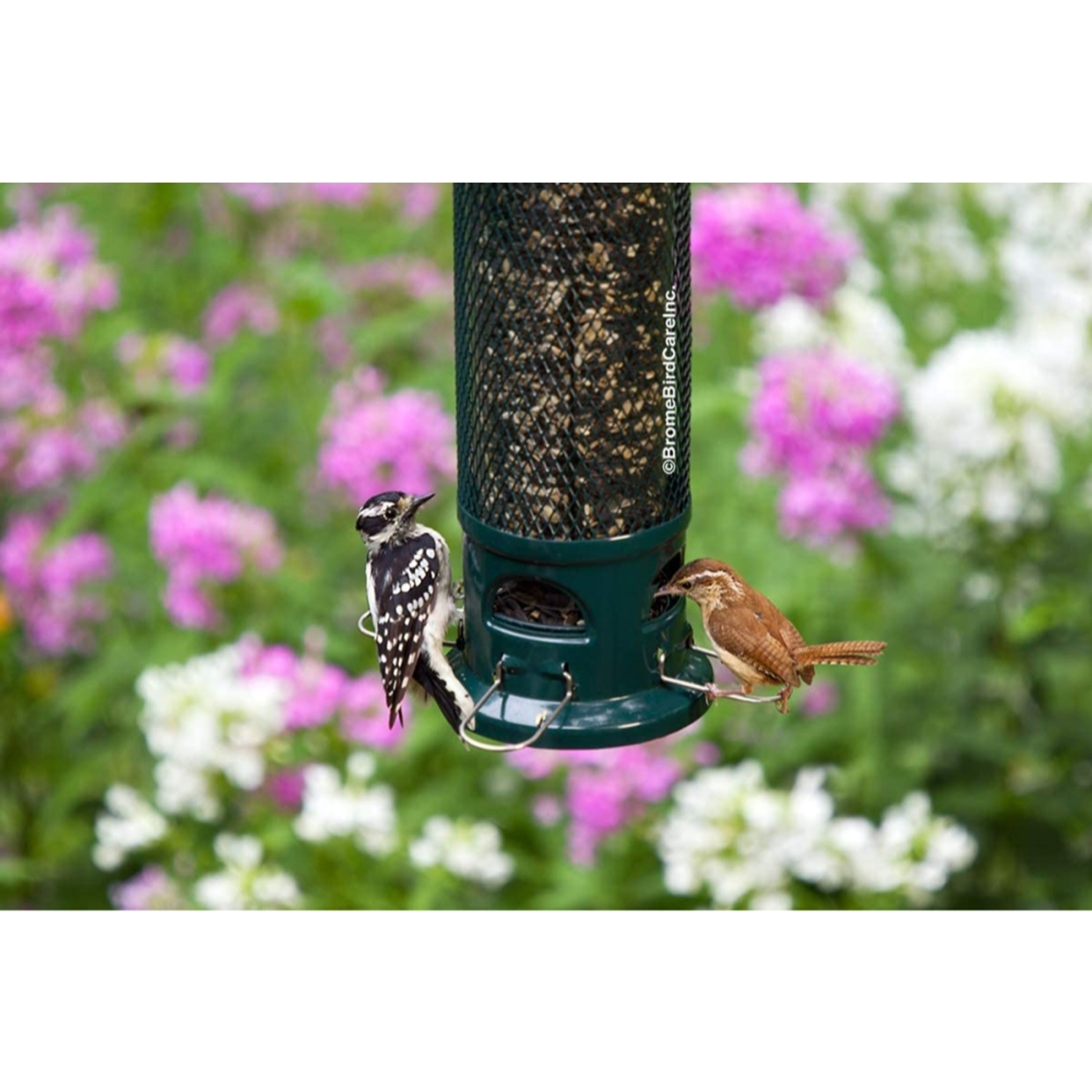 Squirrel Buster Legacy Squirrel-Proof Bird Feeder with 4 Feeding Perches, 2.6lb Seed Capacity Squirrel Buster Legacy Squirrel-Proof Bird Feeder with 4 Feeding Perches, 2.6lb Seed Capacity