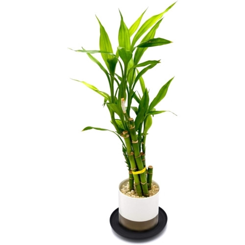 Bosmere Plastic Down Under Plant Saucer & Turner, Up to 250lb — Black, 12”