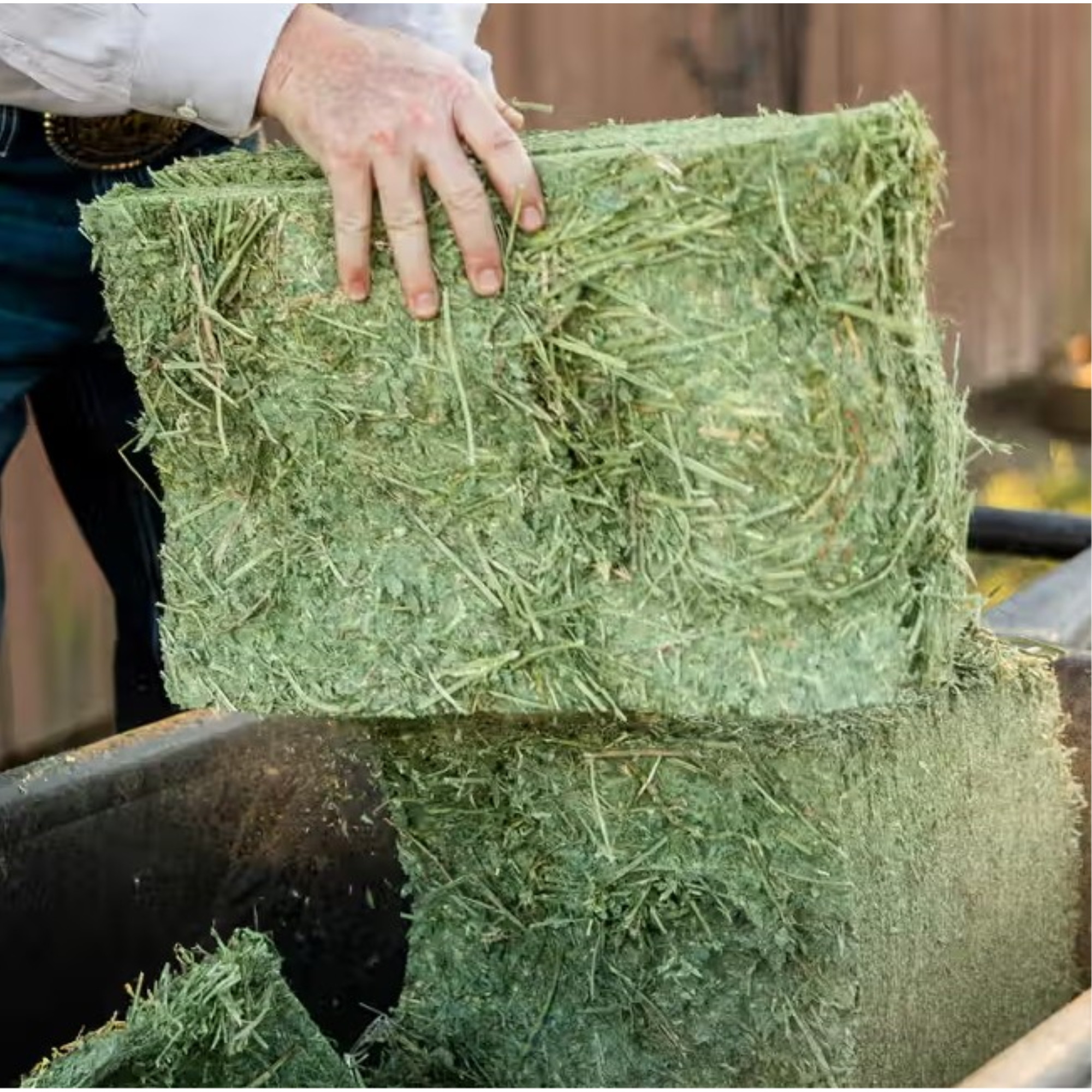 Standlee Premium Western Forage, Certified Alfalfa Grab & Go Compressed Bale, 50lb