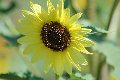 Livingston Seed Sunflower Lemon Leopold Seeds, 1 Gram Packet