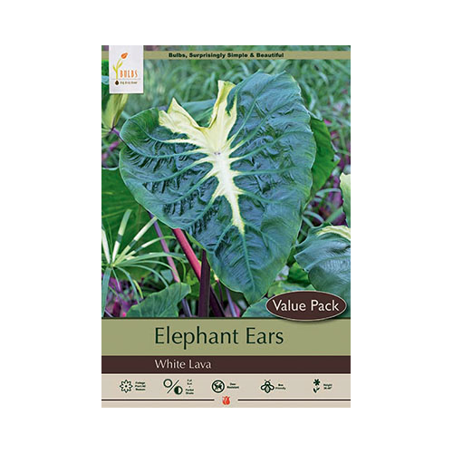 Netherland Bulb Colocasia Elephant Ear, White Lava (1 Bulb)