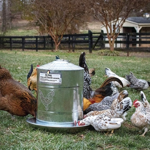 Harris Farms Free Range Galvanized Steel Double Wall Poultry Drinker, 2 Gallons