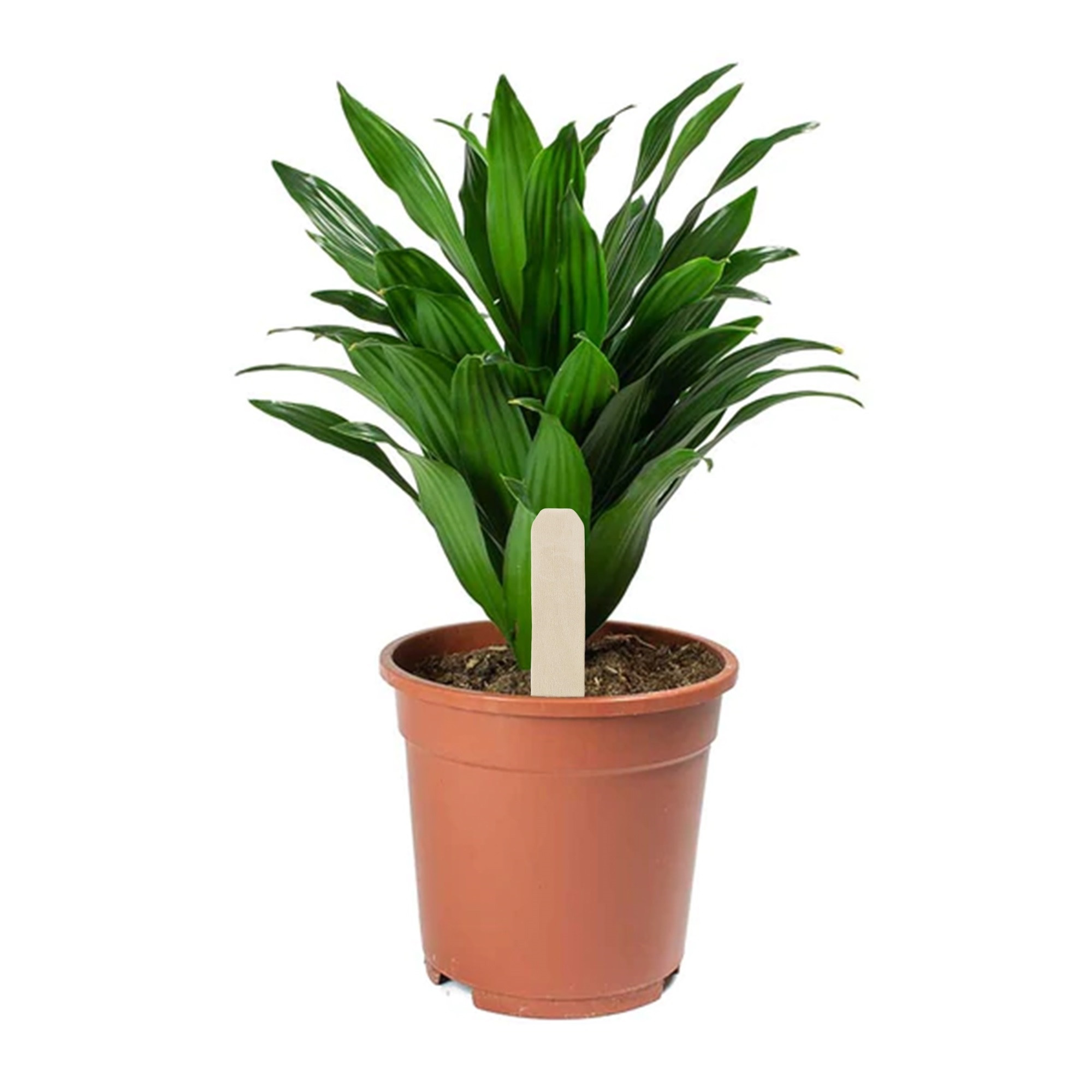 Garden Aces Coated White Wood Garden Labels, 4in (Pack of 20)