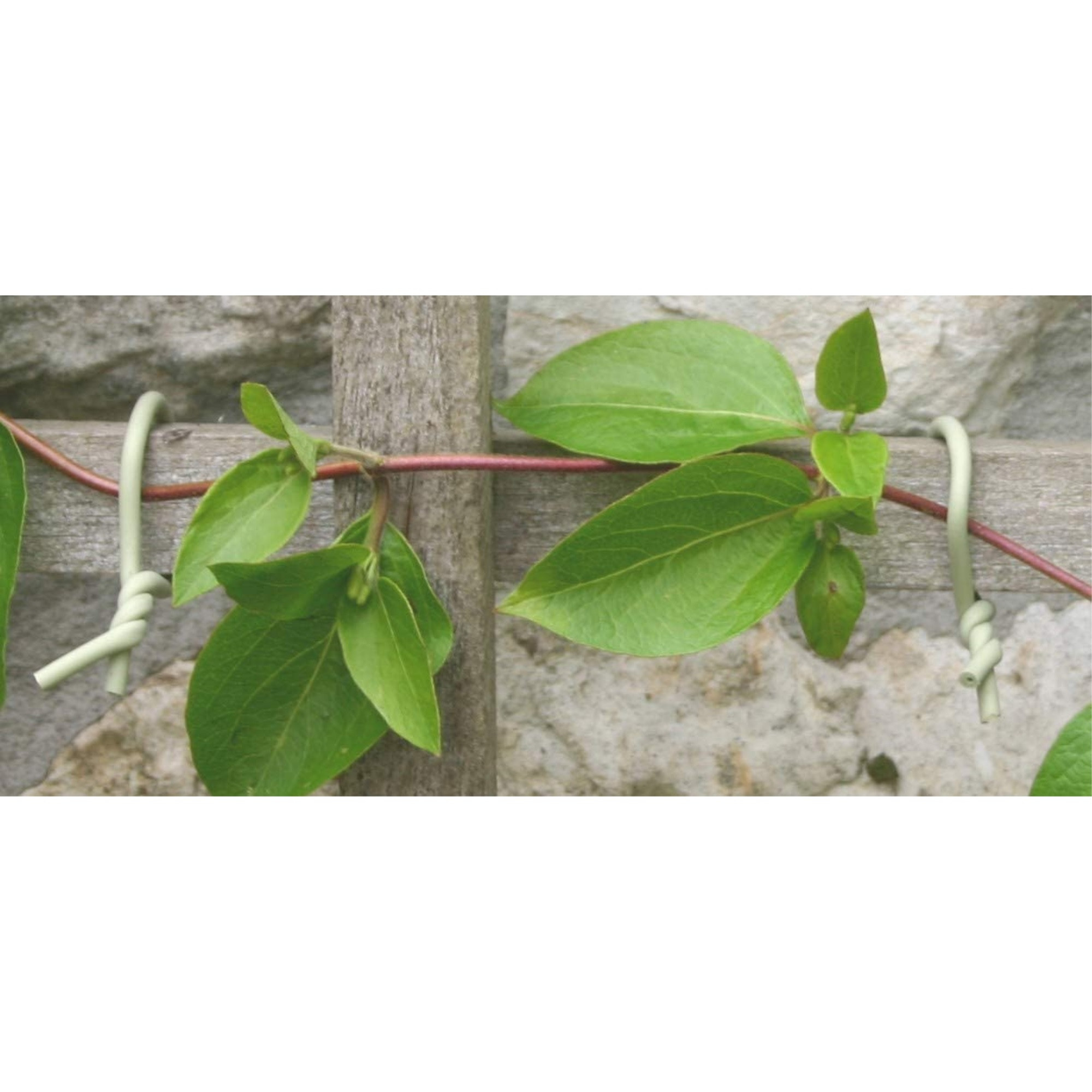 Tierra Garden (#50-3010) Haxnicks 8m Slim Soft Tie for Plants/Trees, Green - 26"