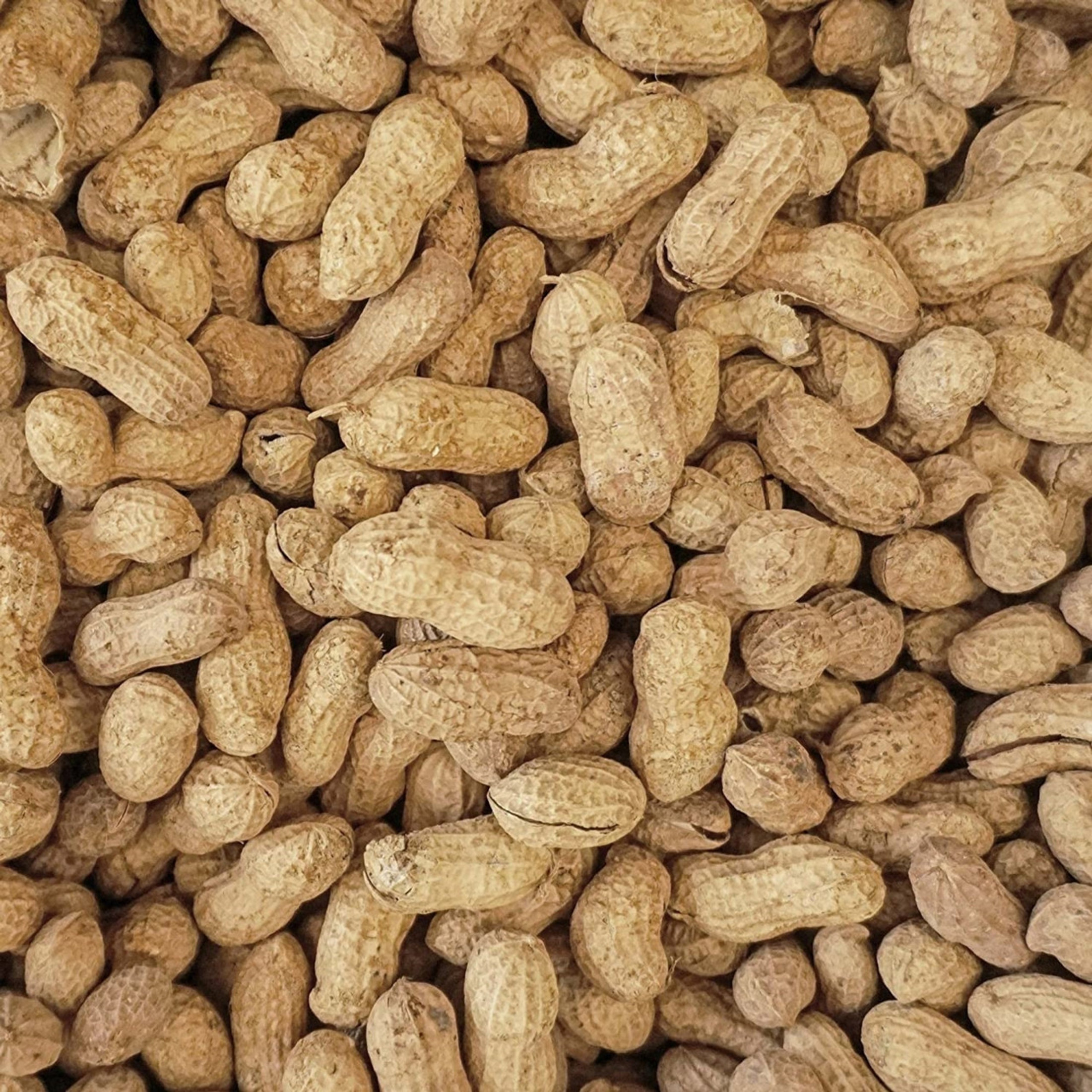 Peanuts in jute sack bag, background is peanut farm, roasted peanuts are  poured and overturned Stock Photo | Adobe Stock