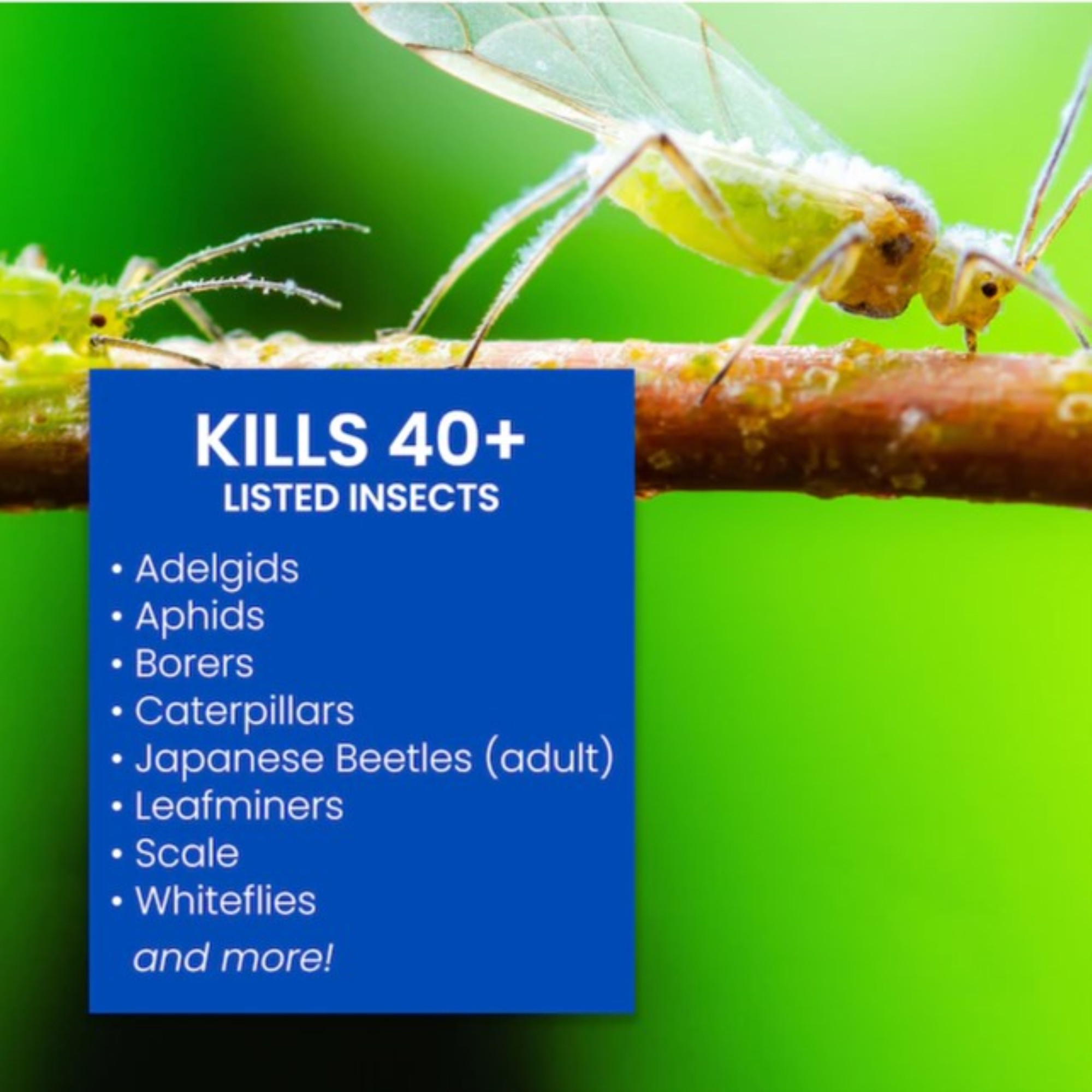 BioAdvance 12 Month Tree and Shrub Protect and Feed Granules, 4lb