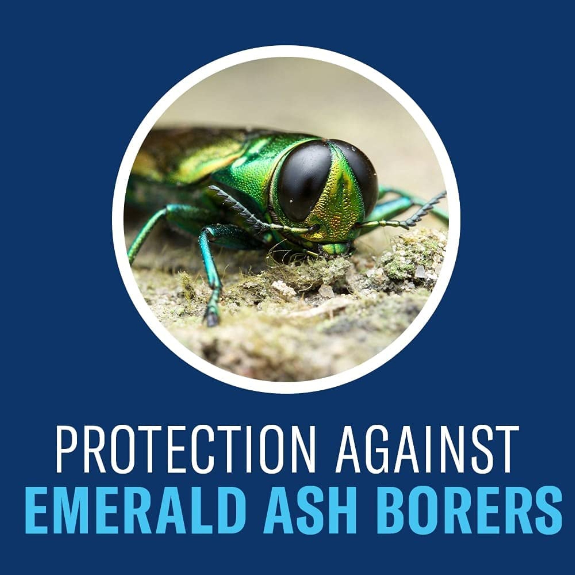 BioAdvance 12 Month Tree and Shrub Protect and Feed Granules, 4lb