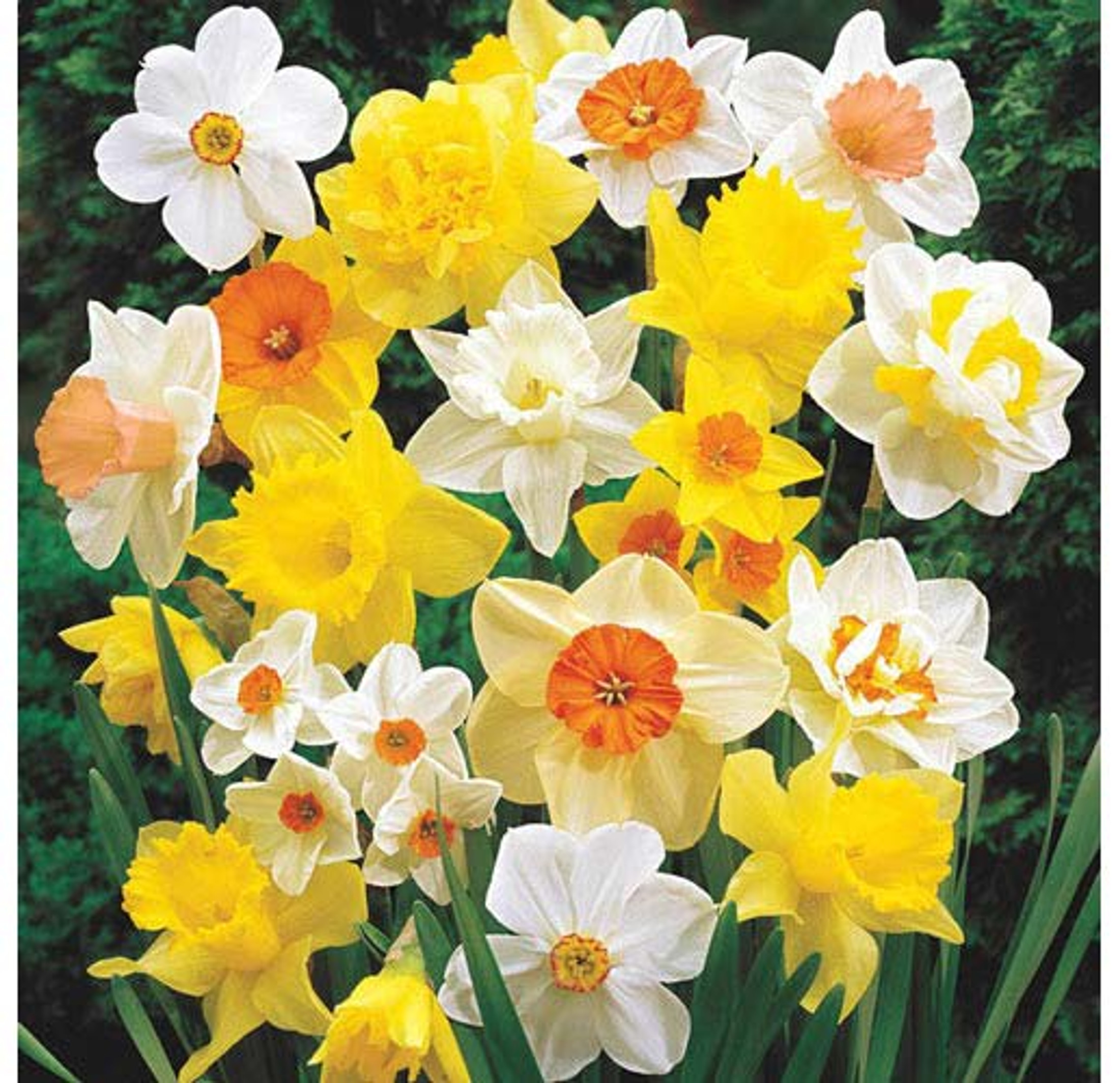 Garden Elements Spring Blooming Bulbs – Narcissus Daffodil, Mixed – 50 Pack Garden Elements Spring Blooming Bulbs – Narcissus Daffodil, Mixed – 50 Pack