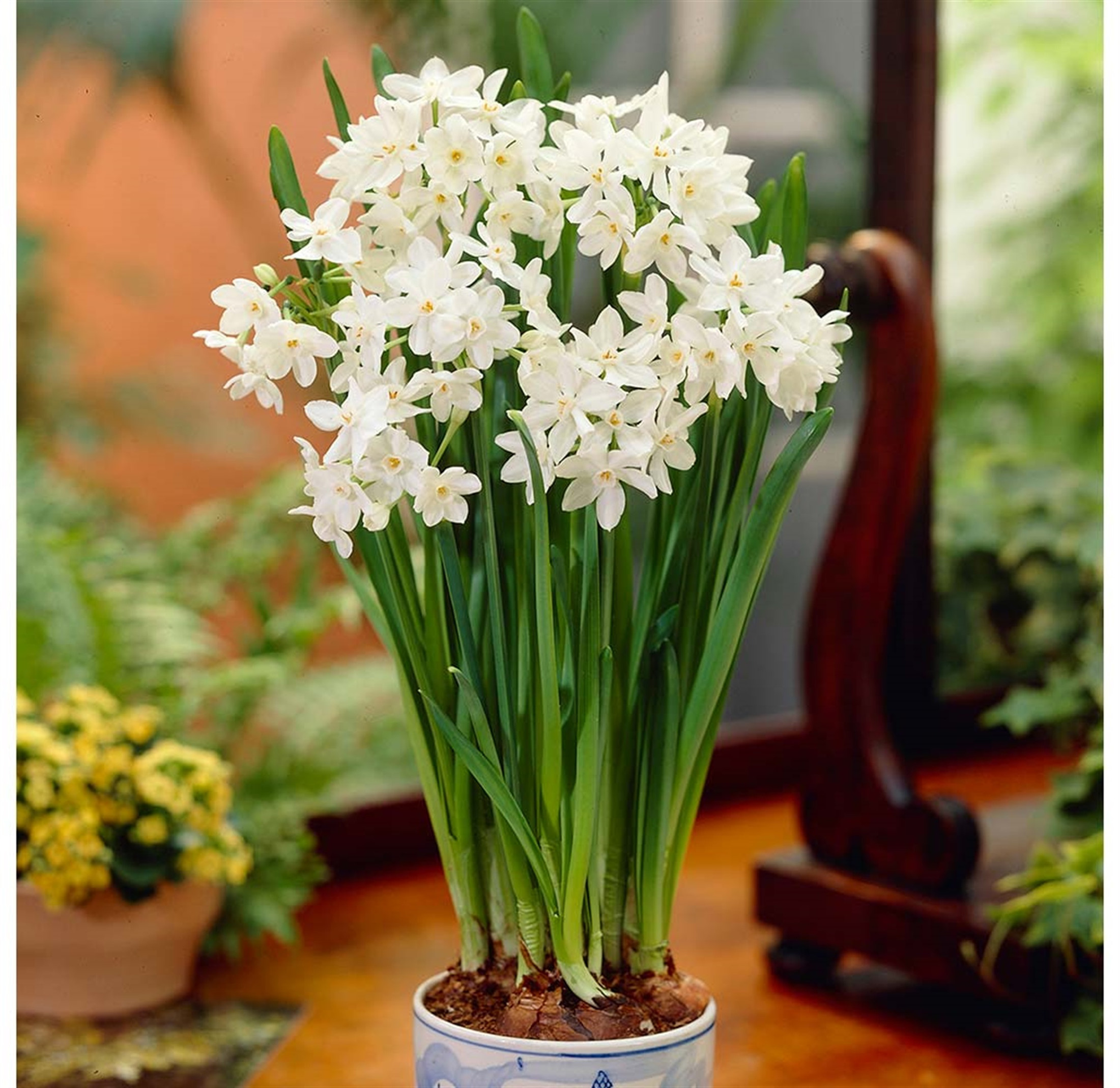 Rotteveel Live Bulbs, 'Ziva' Paperwhites Flower Bulbs 14/15cm Bulbs (Pack of 10)