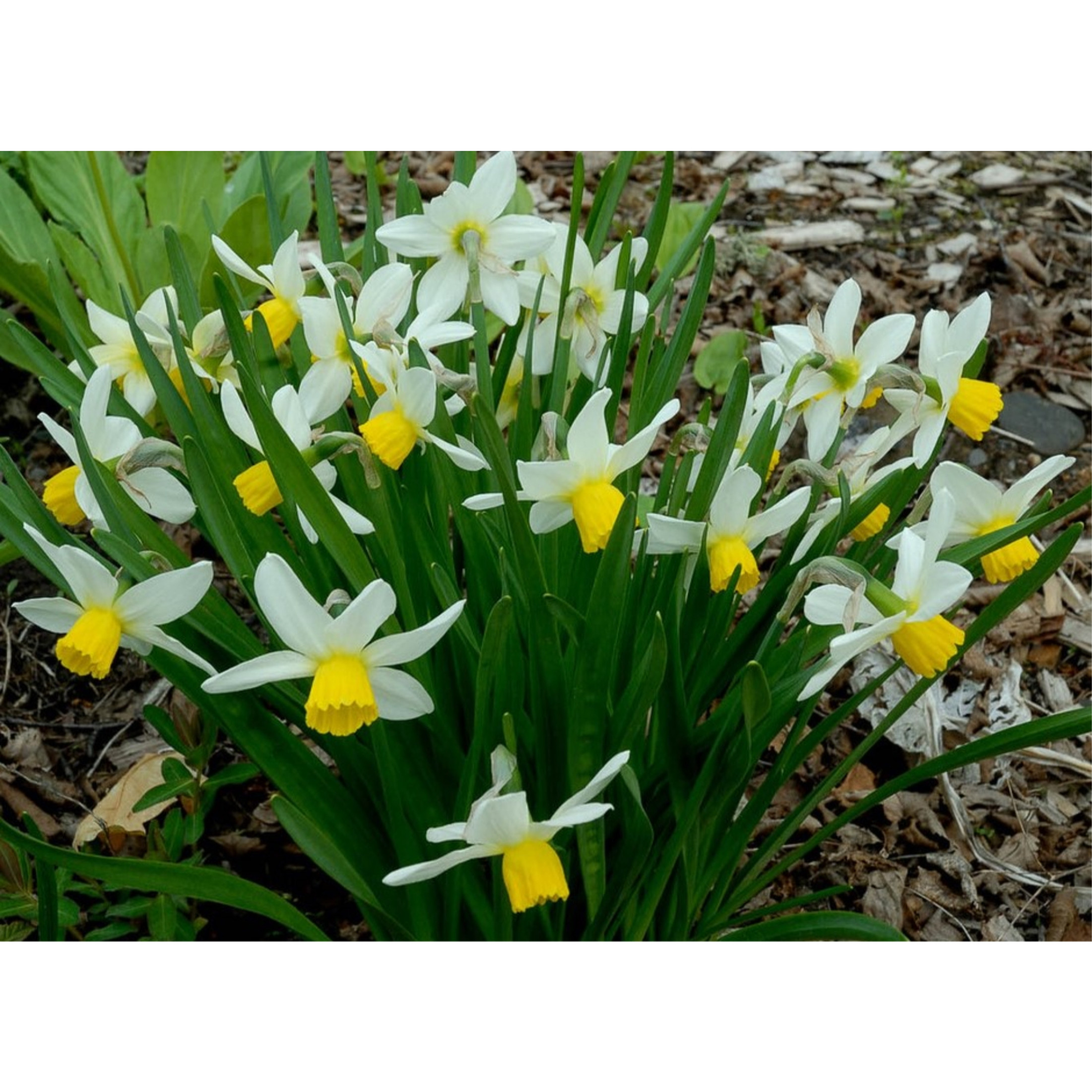 Garden Elements Spring Blooming Bulbs – Narcissus Rock Jack Snipe Daffodil  – 10 Pack Garden Elements Spring Blooming Bulbs – Narcissus Rock Jack Snipe Daffodil  – 10 Pack